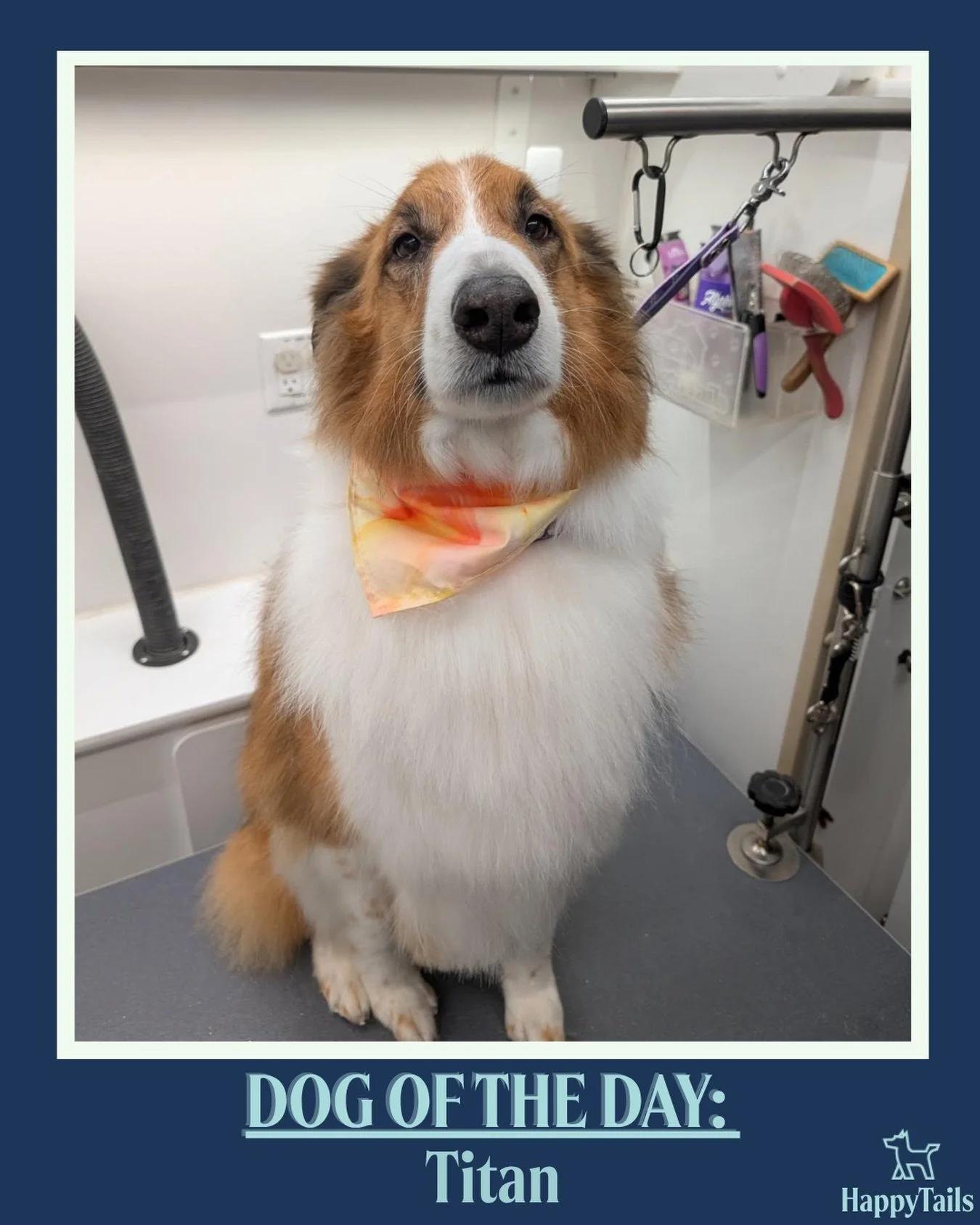 Titan 💕🐾 #dogoftheday #happytailsmpc