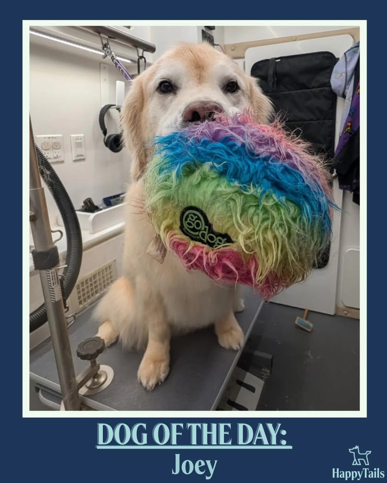 Joey 💕🐾 #dogoftheday #happytailsmpc