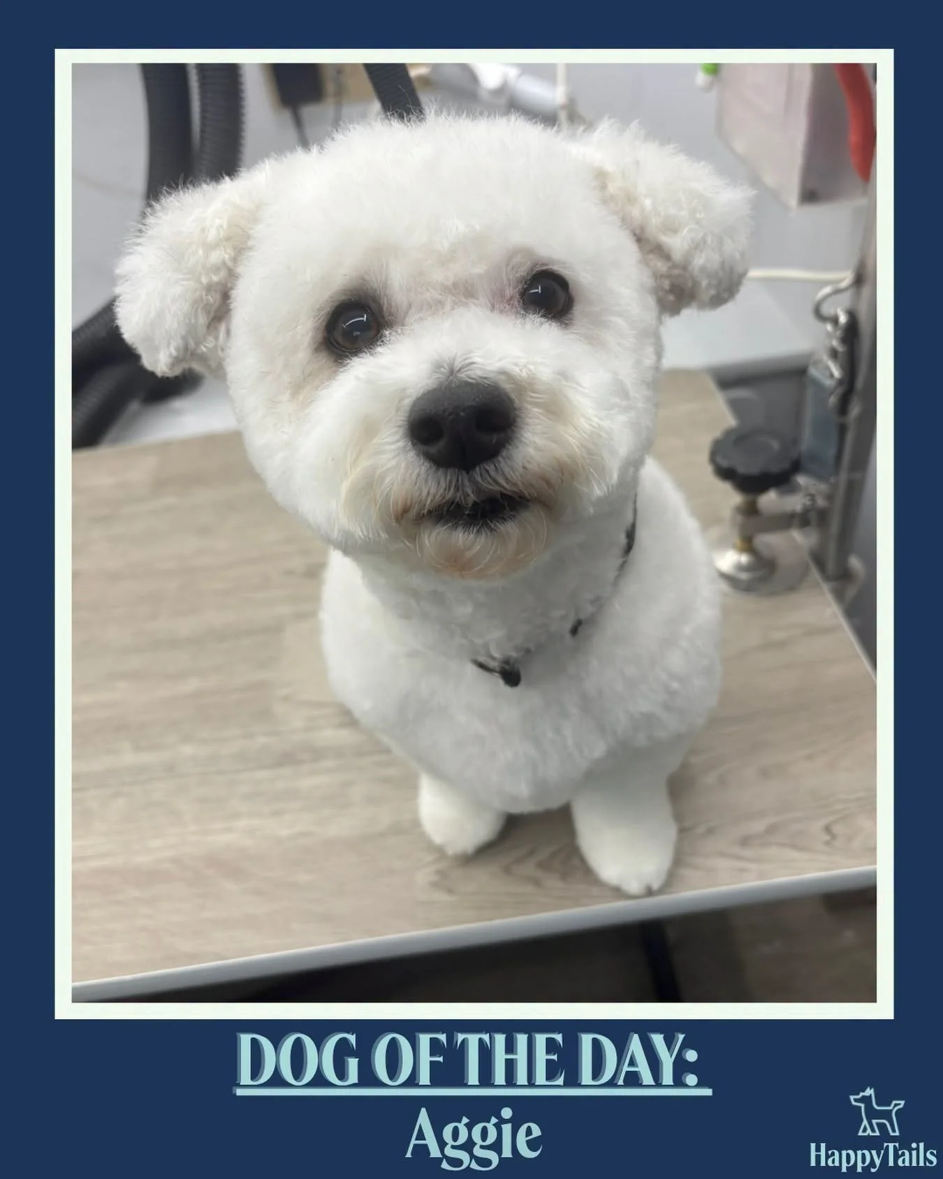 Aggie 💕🐾 #dogoftheday #happytailsmpc