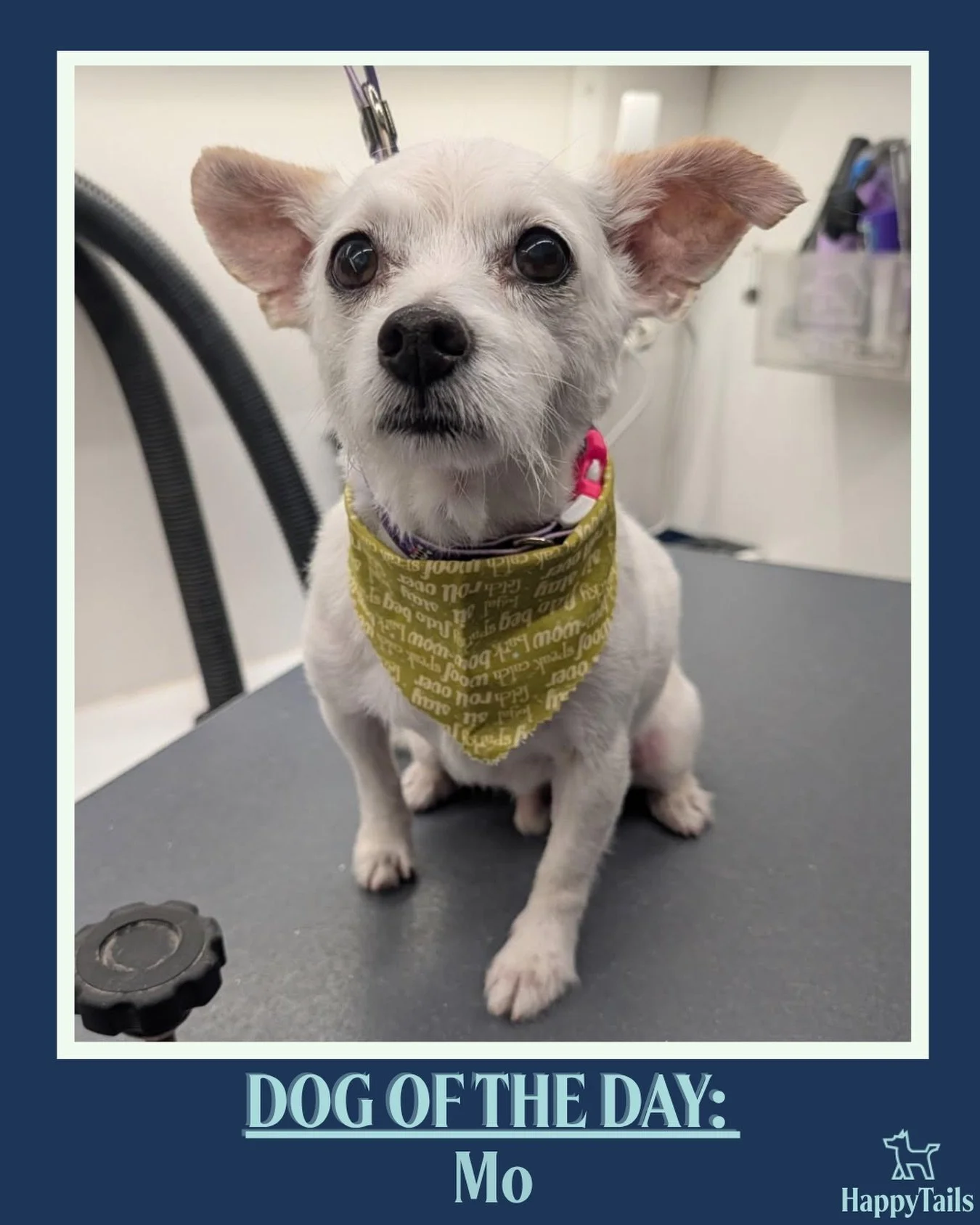 Mo 💕🐾 #dogoftheday #happytailsmpc