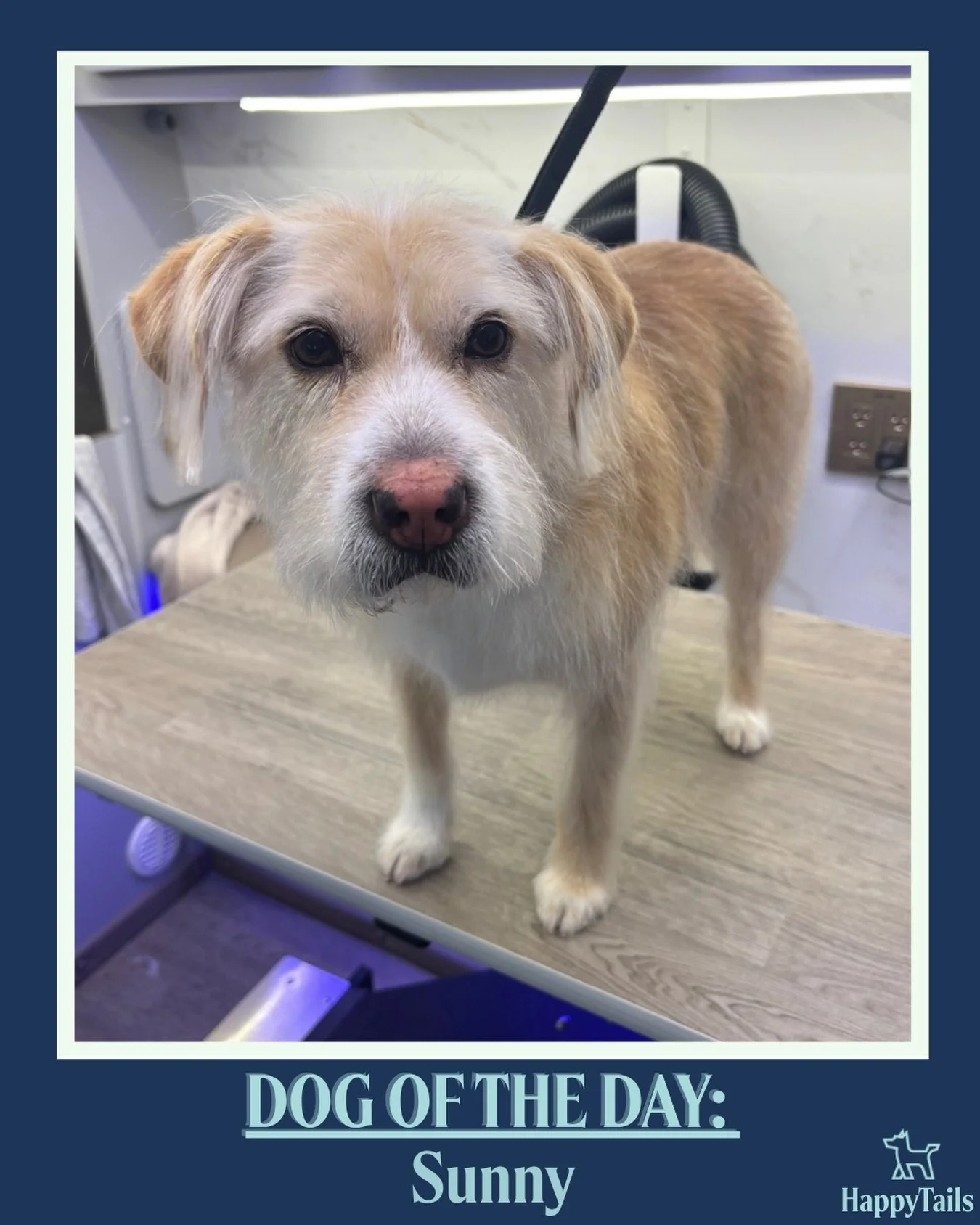 Sunny 💕🐾 #dogoftheday #happytailsmpc