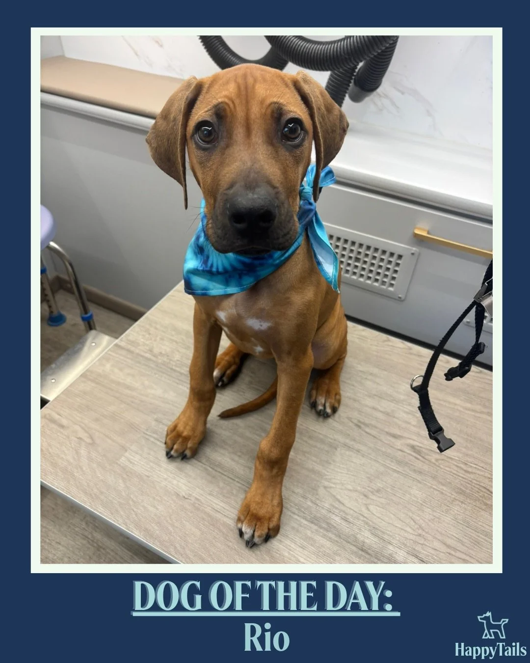 Rio 💕🐾 #dogoftheday #happytailsmpc