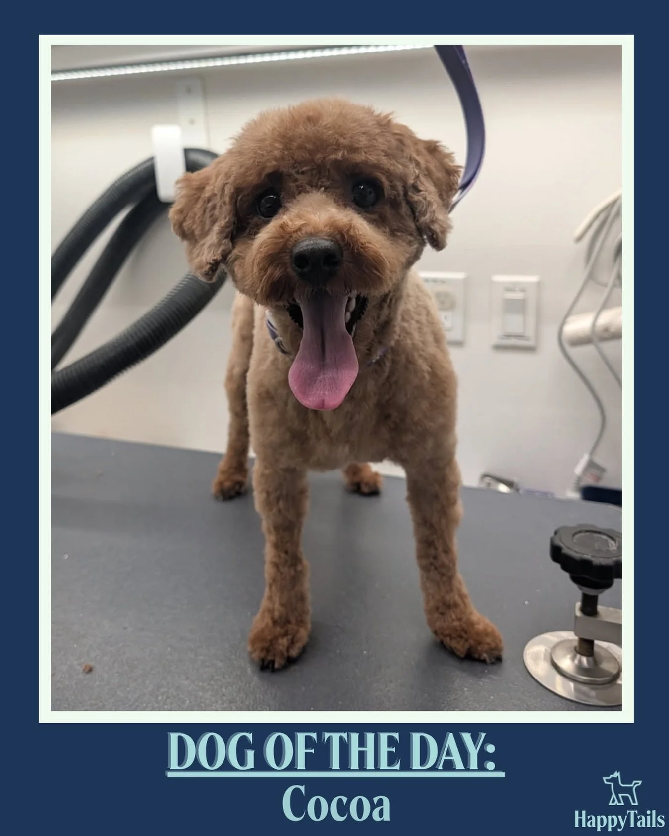 Cocoa💕🐾 #dogoftheday #happytailsmpc