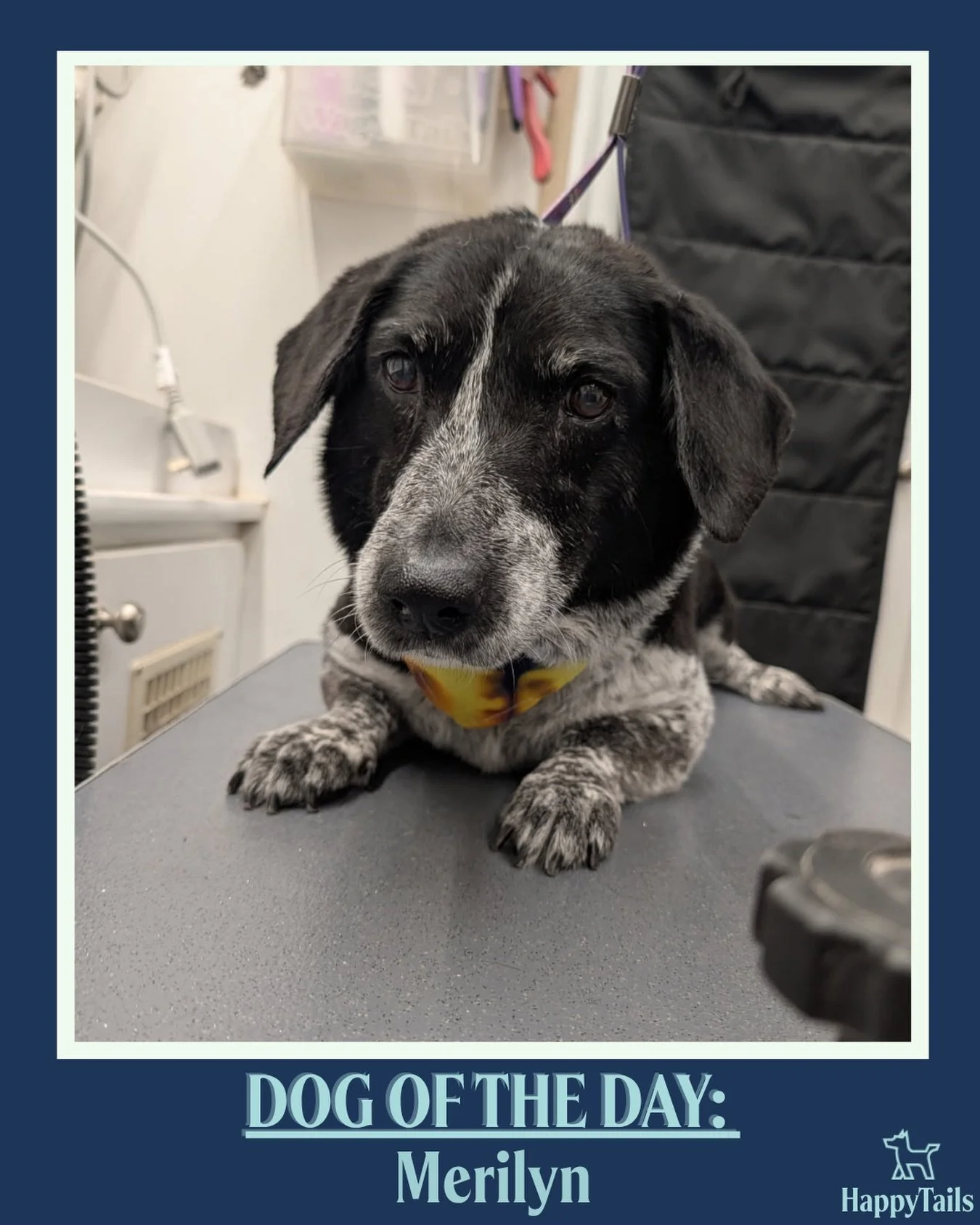 Merilyn 💕🐾 #dogoftheday #happytailsmpc