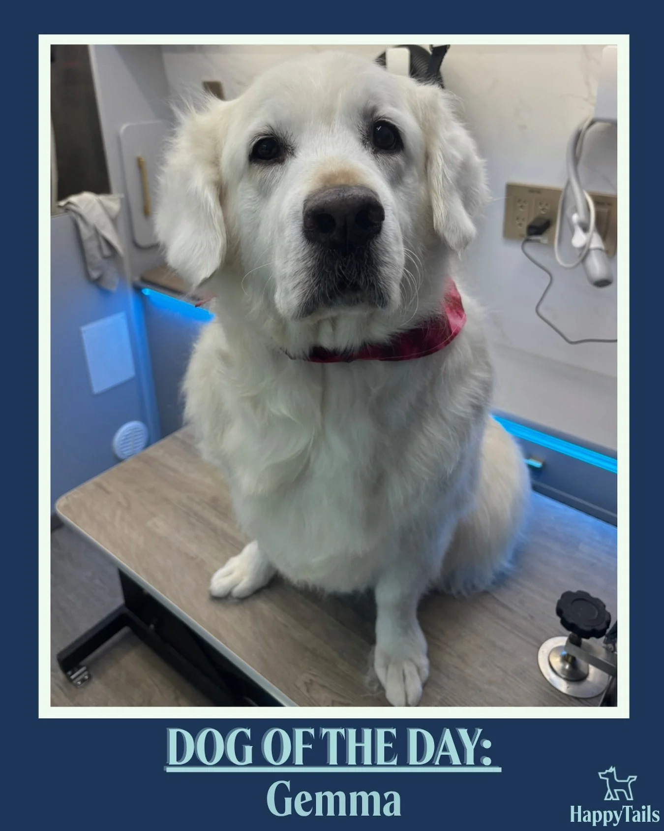 Gemma 💕🐾 #dogoftheday #happytailsmpc