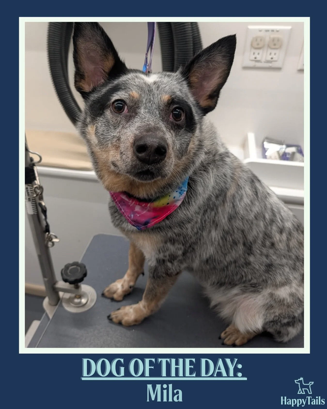 Mila 💕🐾 #dogoftheday #happytailsmpc