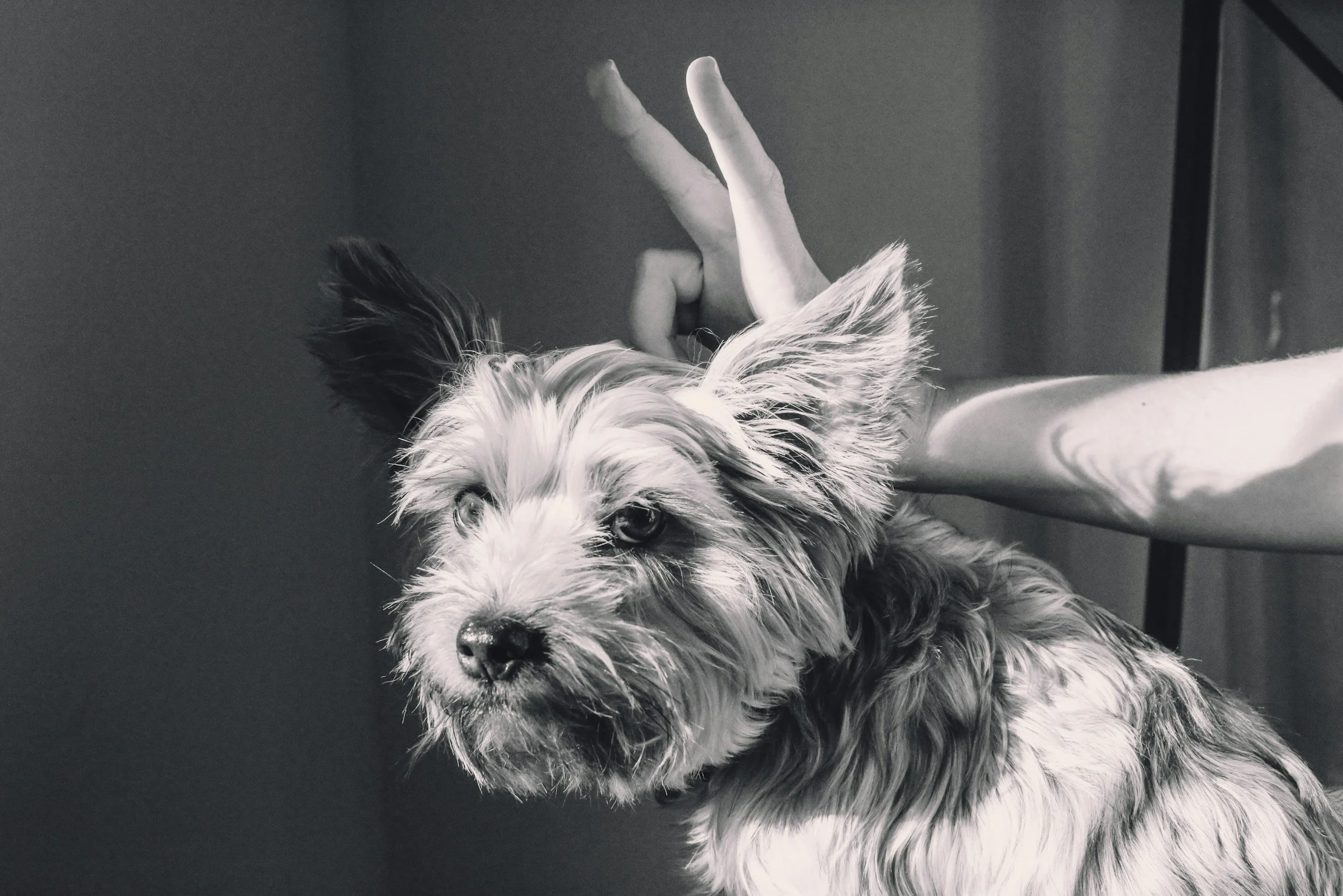 Stress-Free Spring: Why Mobile Grooming is the Secret to a Calm April Transition
