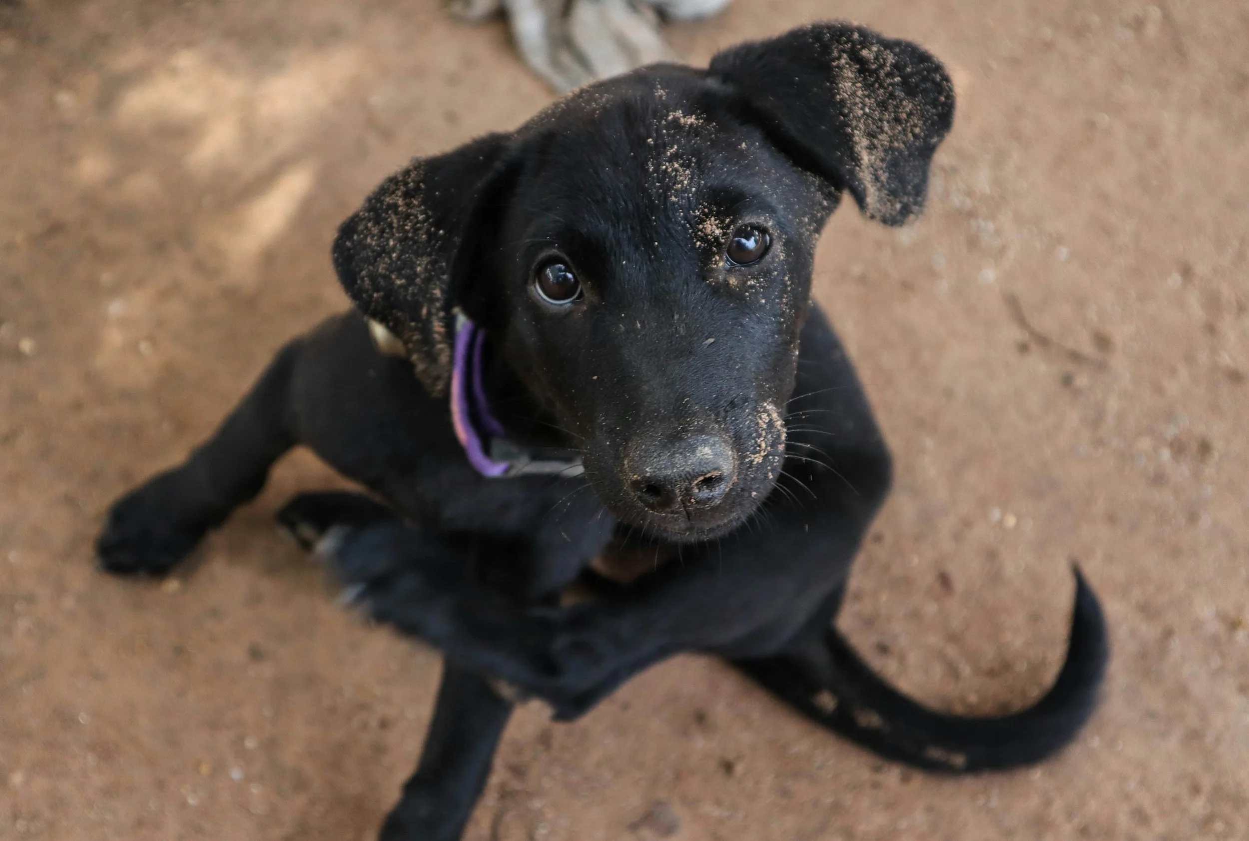 Mud, Mulch, and Paws: Navigating Spring Cleanup in Elmhurst and Naperville