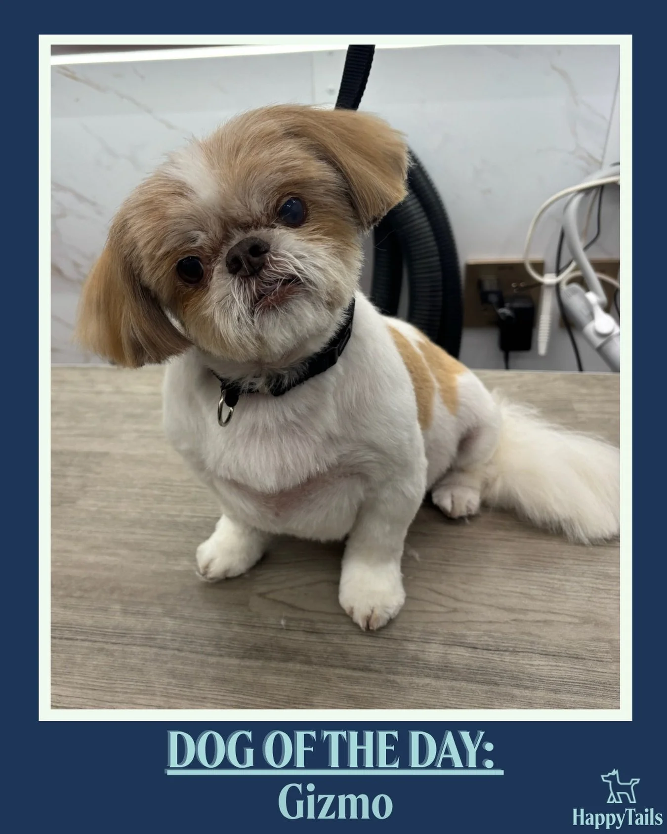 Gizmo 🐾💕 #dogoftheday #happytailsmpc