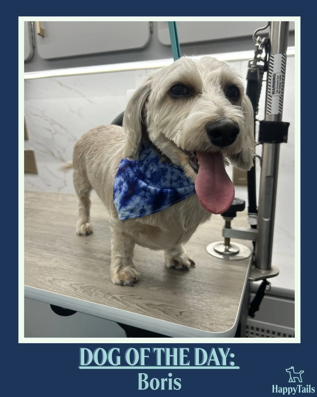 Boris 🐾💕 #dogoftheday #happytailsmpc