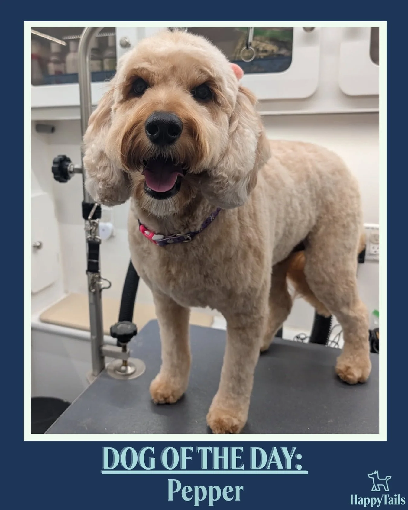 Pepper 💕🐾 #dogoftheday #happytailsmpc