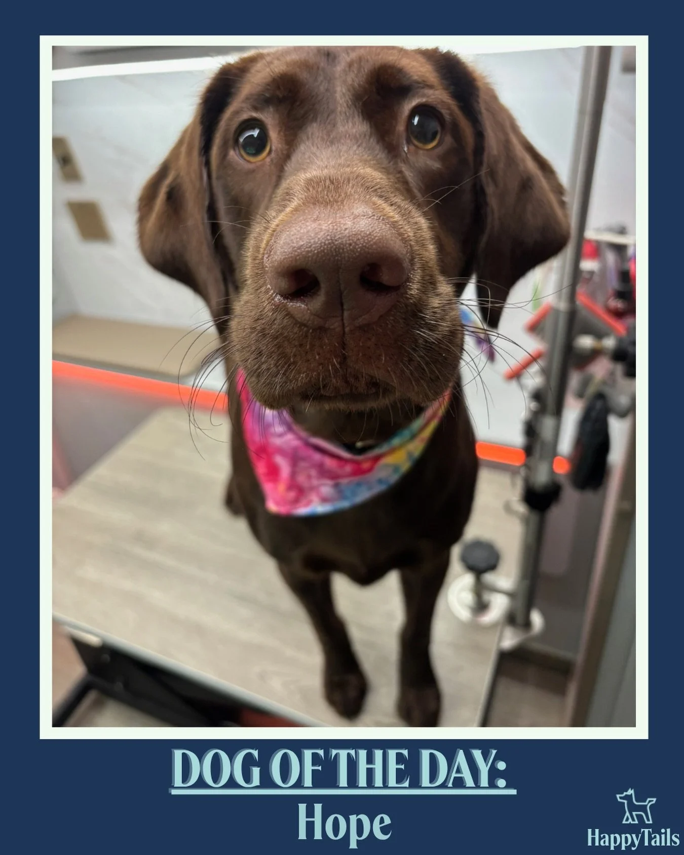 Hope 💕🐾 #dogoftheday #happytailsmpc