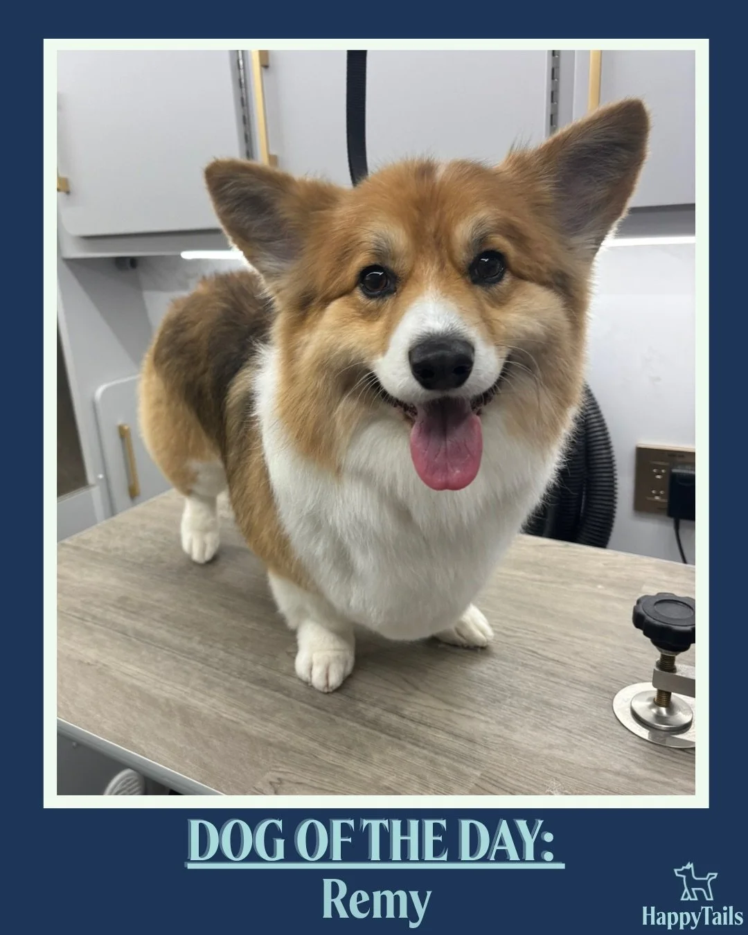 Remy 🐾💕 #dogoftheday #happytailsmpc