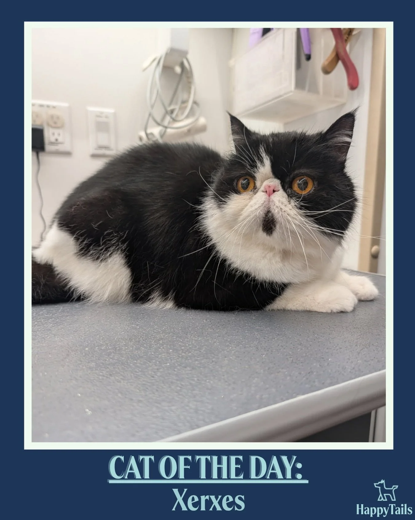 Xerxes 🐾💕 #catoftheday #happytailsmpc
