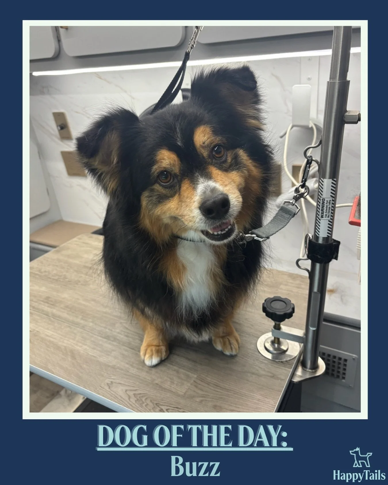 Buzz 💕🐾 #dogoftheday #happytailsmpc