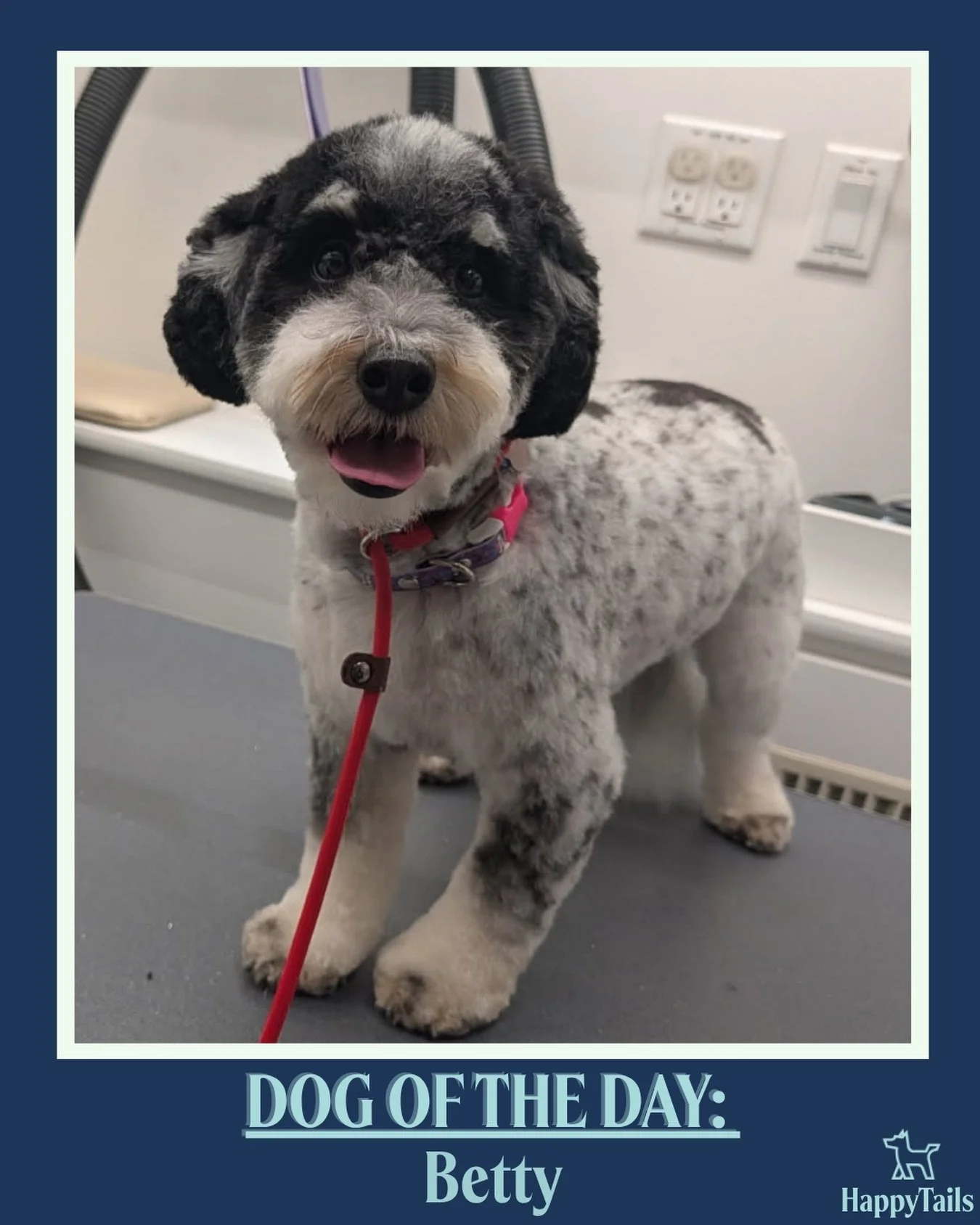 Betty 🐾💕 #dogoftheday #happytailsmpc