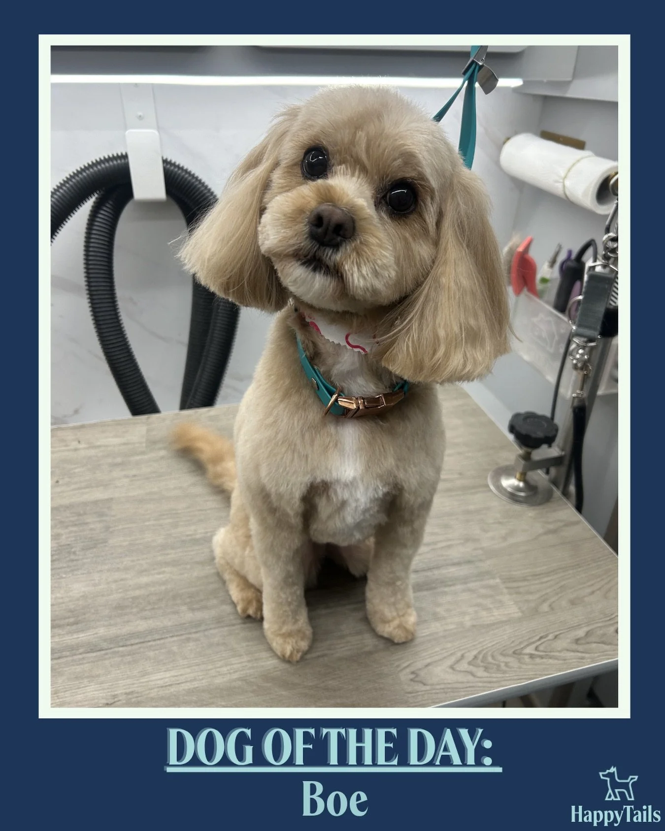 Boe 💕🐾 #dogoftheday #happytailsmpc