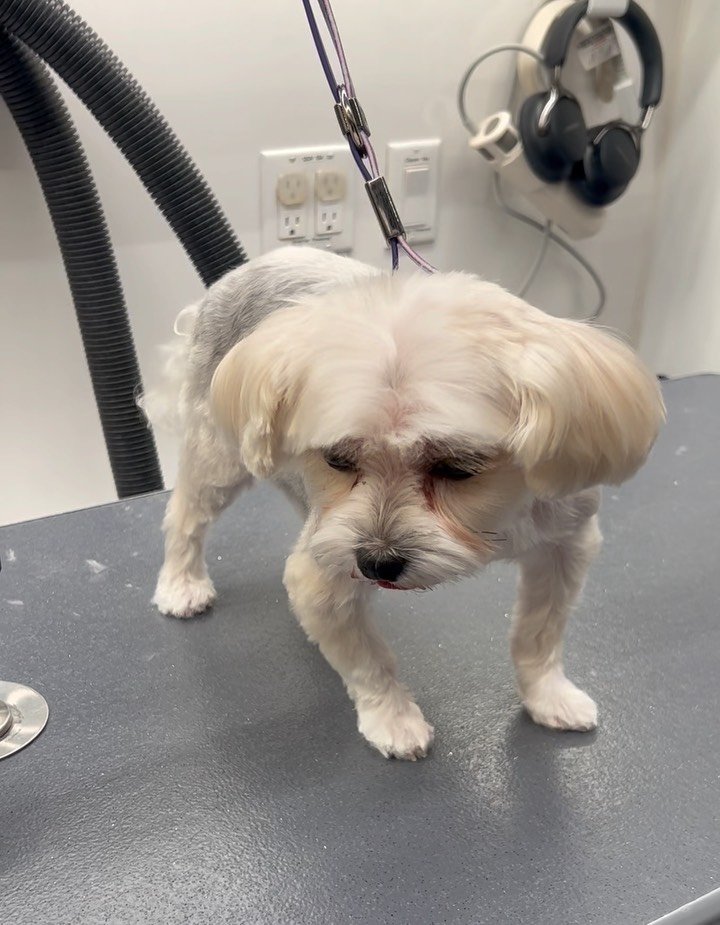 Transformation Tuesday with Callie 🥰 #doggroomer #mobiledoggrooming #yorkie #yorkielovers #happytailsmpc