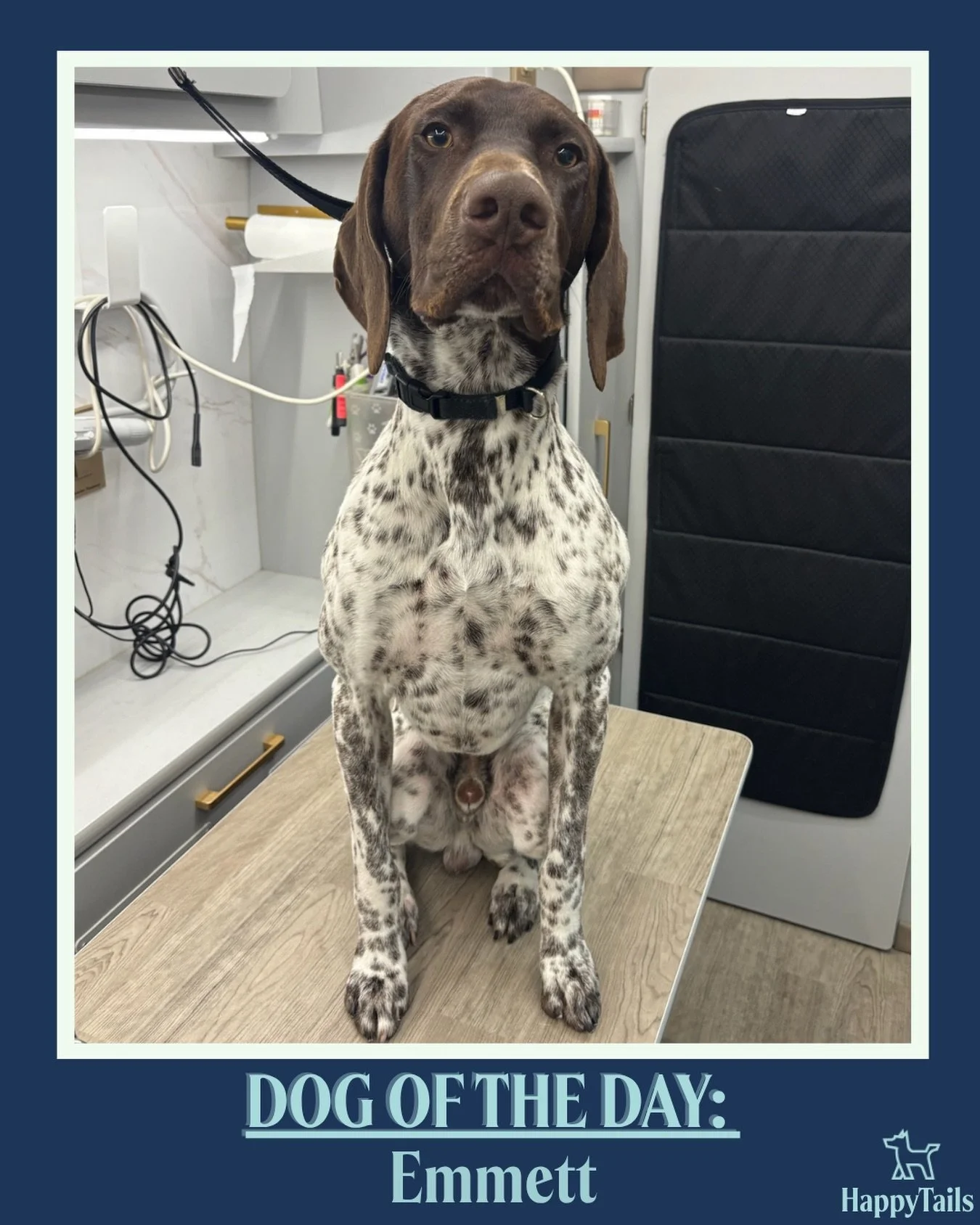 Emmett 💕🐾 #dogoftheday #happytailsmpc