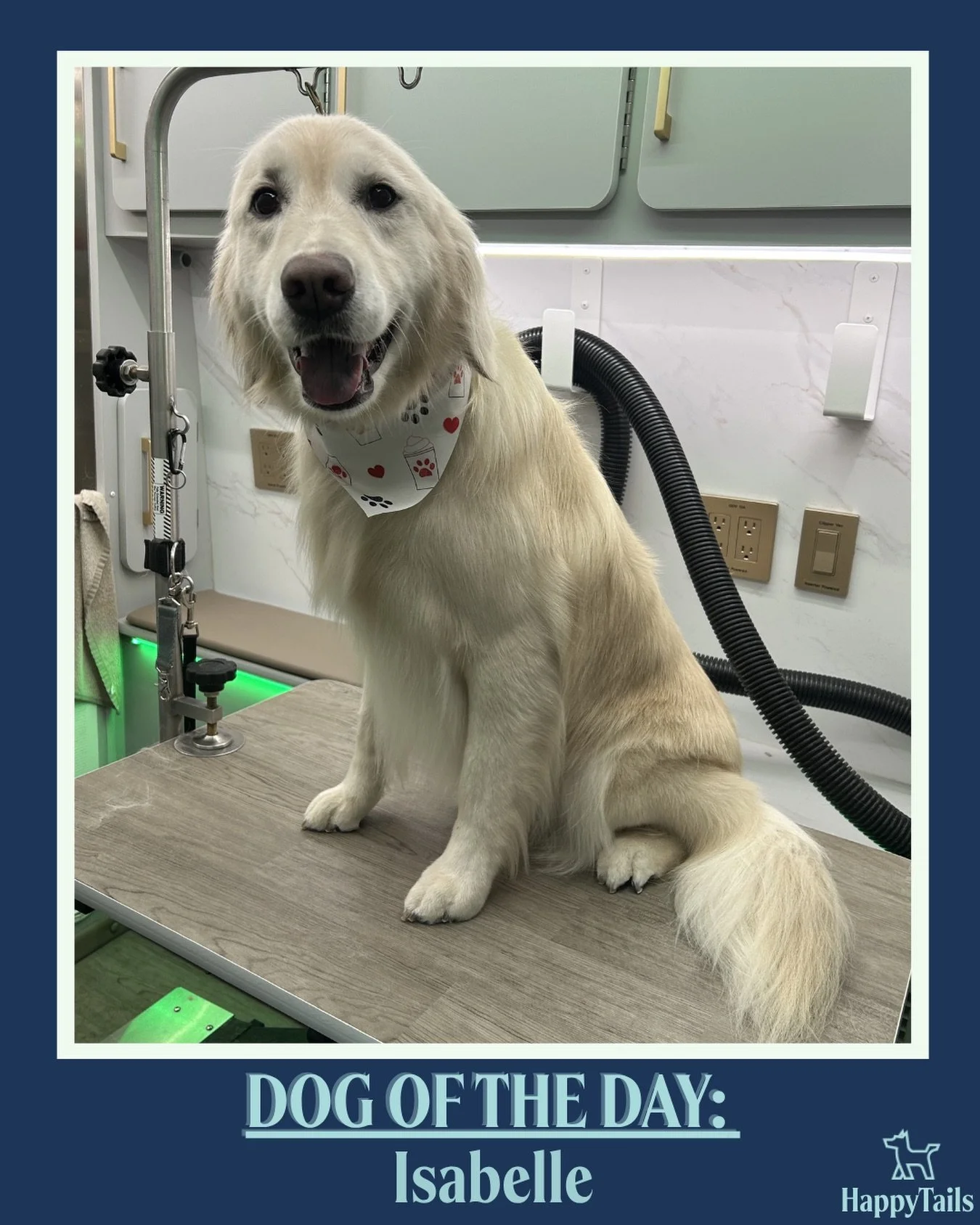 Isabelle 💕🐾 #dogoftheday #happytailsmpc