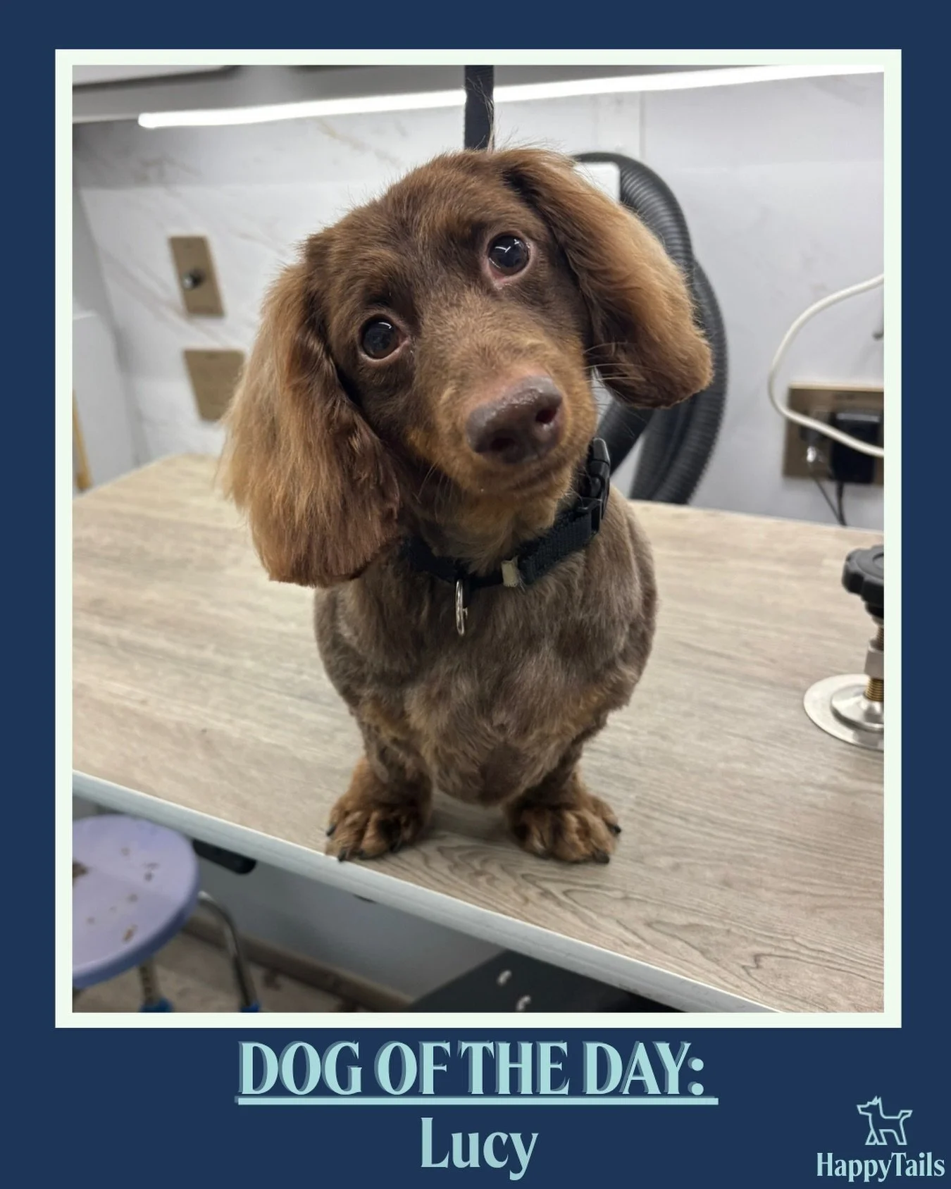 Lucy 💕🐾 #dogoftheday #happytailsmpc