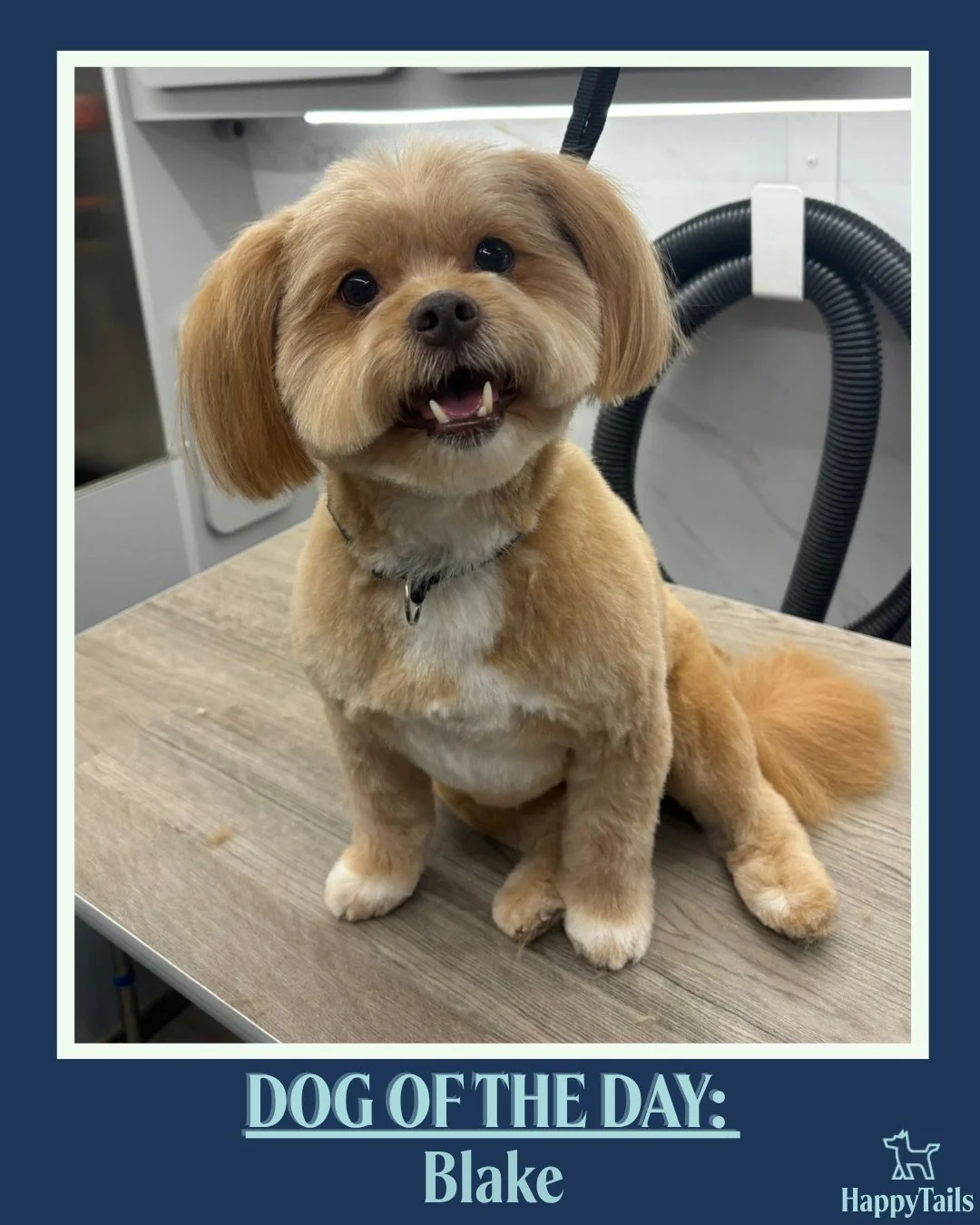 Blake 💕🐾 #dogoftheday #happytailsmpc