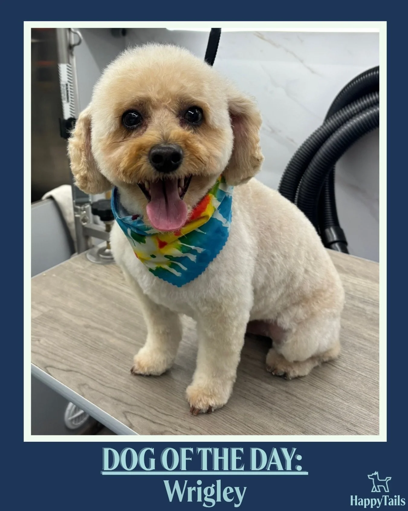 Wrigley 💕🐾 #dogoftheday #happytailsmpc