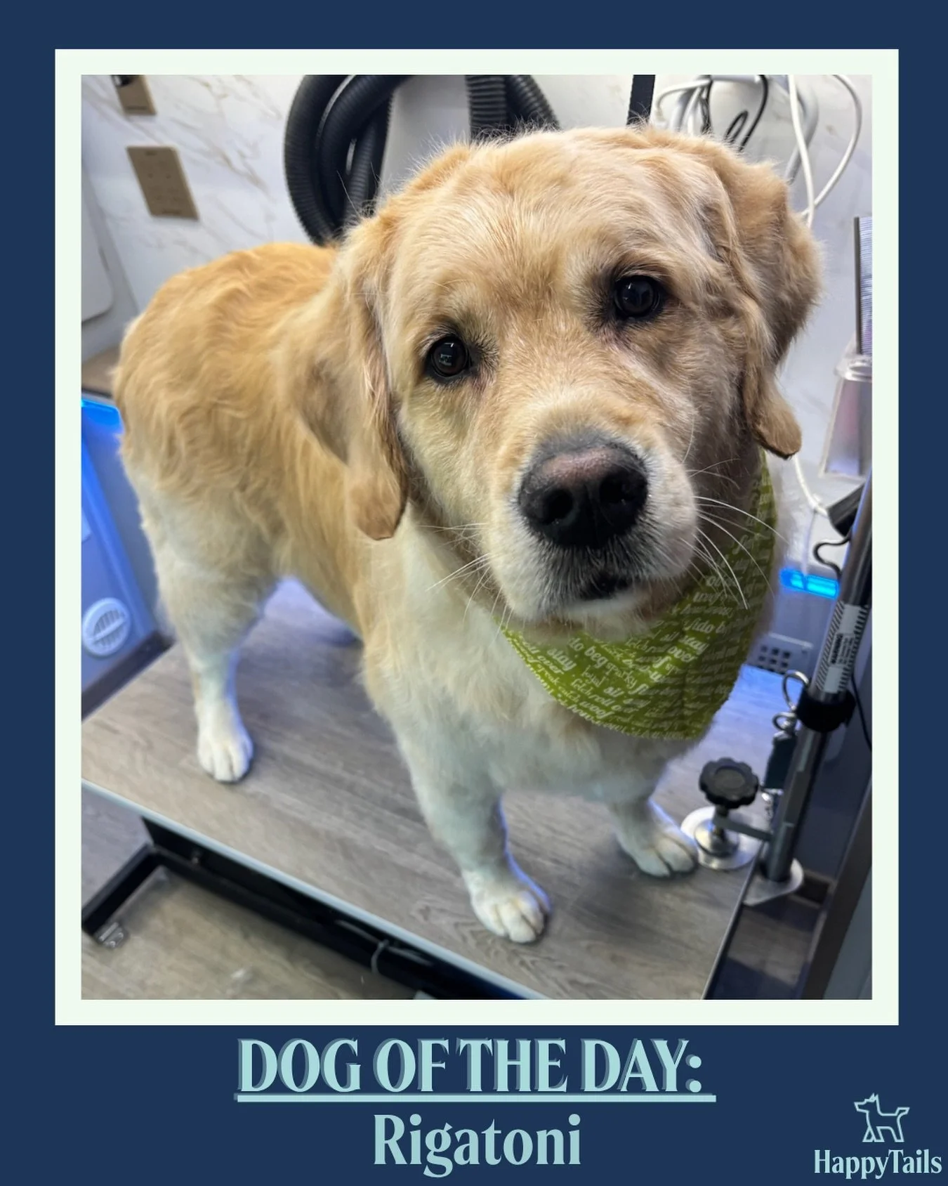 Rigatoni 💕🐾 #dogoftheday #happytailsmpc
