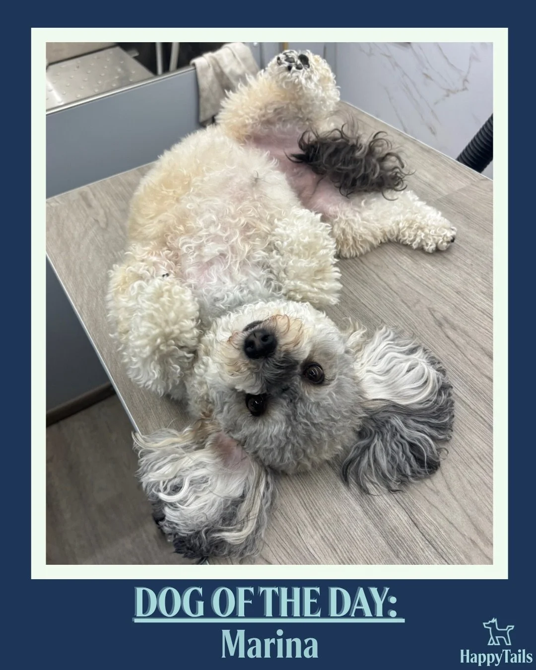 Marina 💕🐾 #dogoftheday #happytailsmpc