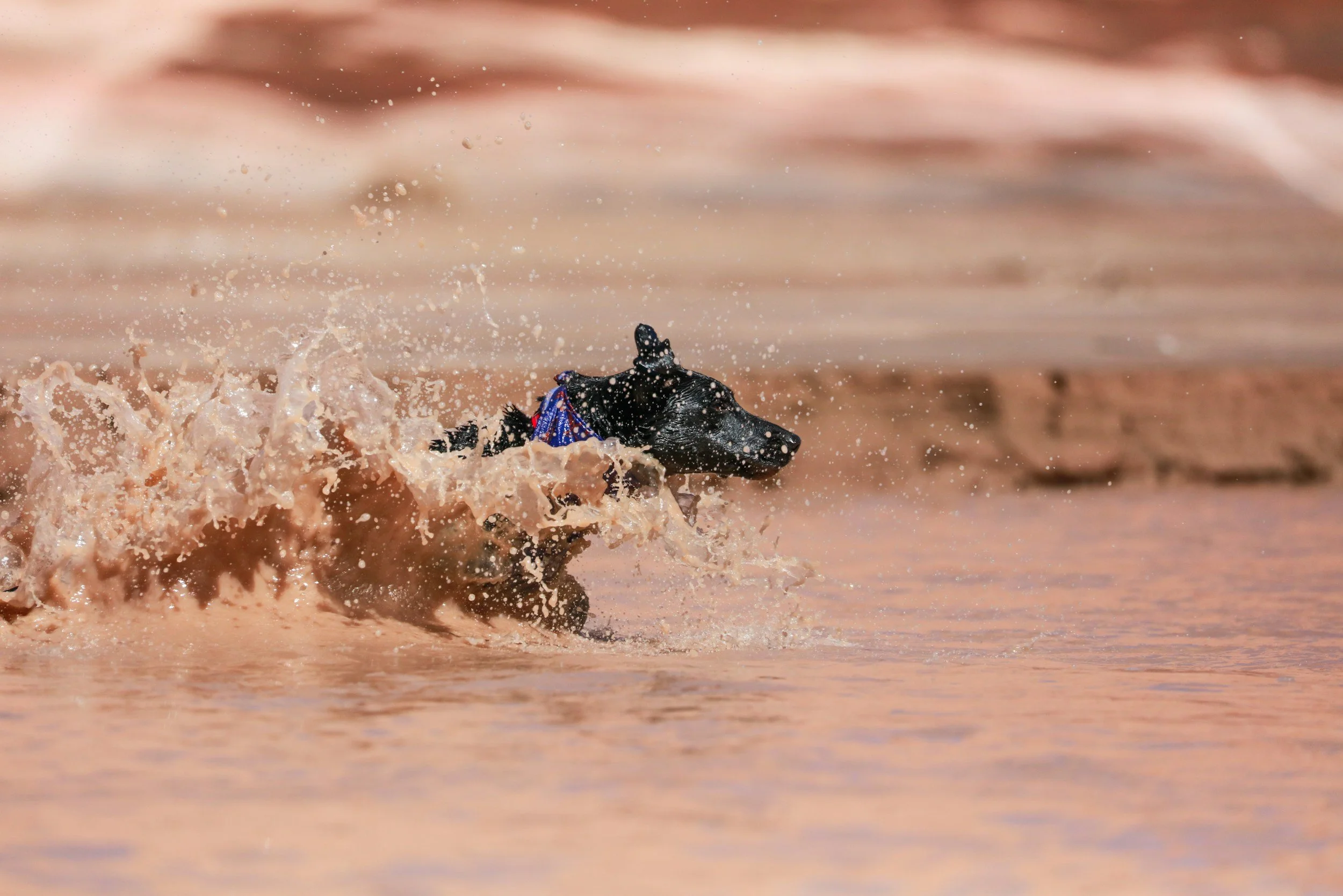 Why Summer Mud and Humidity Mean It’s Time to Find Mobile Dog Groomers Near Me in Naperville