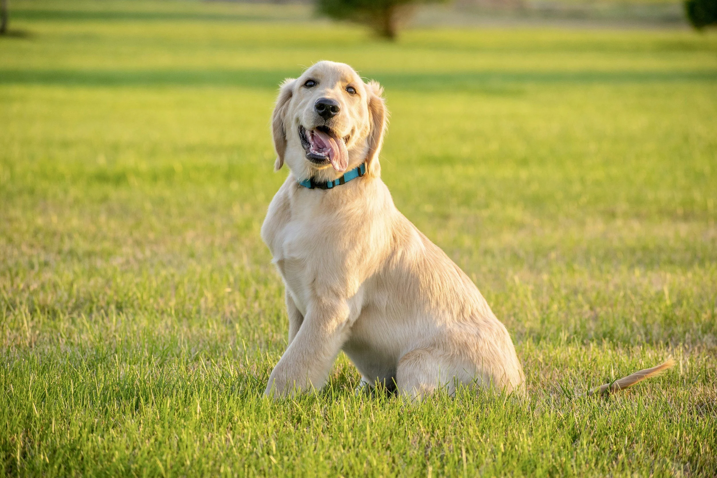 Finding a Mobile Dog Groomer Near Me to Beat the Wheaton Summer Heat