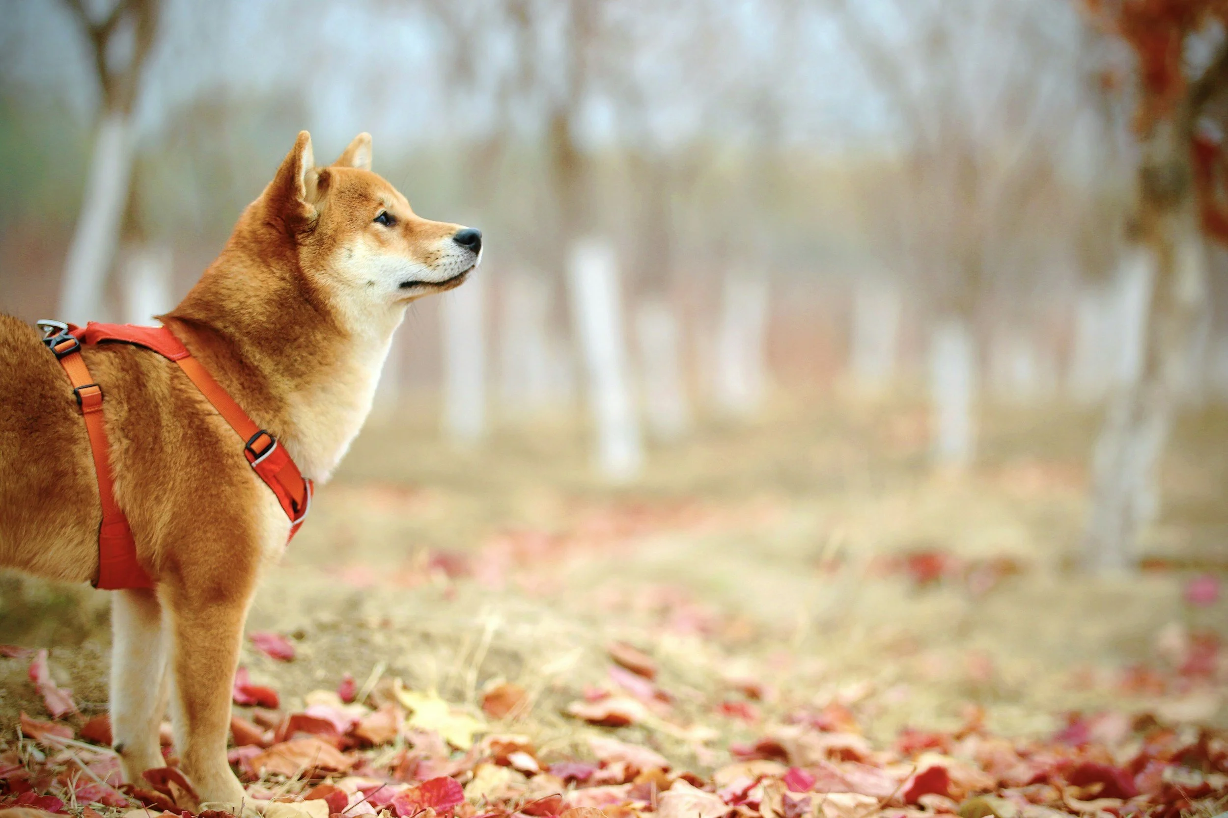 Why Elmhurst Dog Owners Are Choosing At-Home Grooming This September