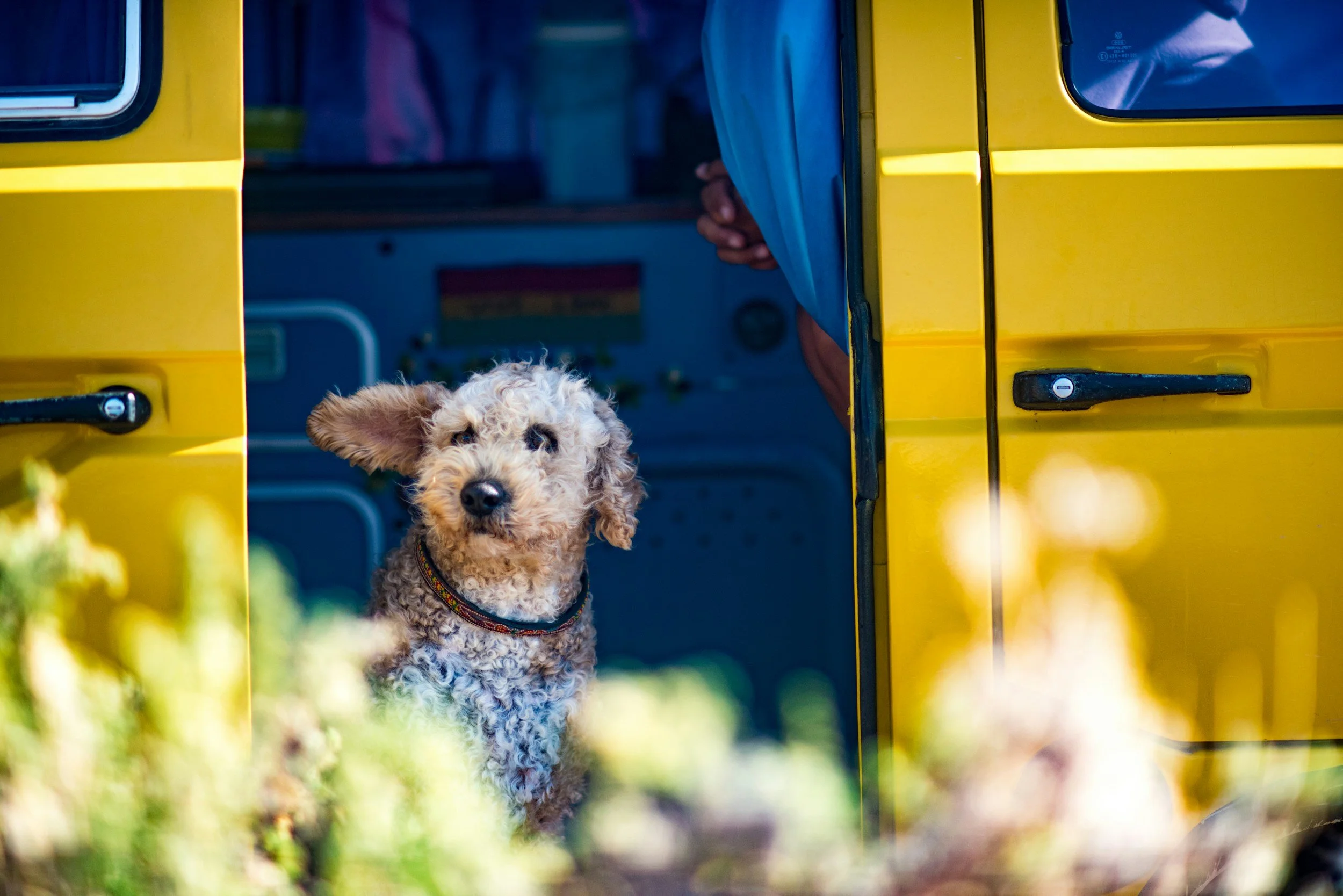 How to Choose the Best Mobile Pet Groomers Near Me in DuPage County
