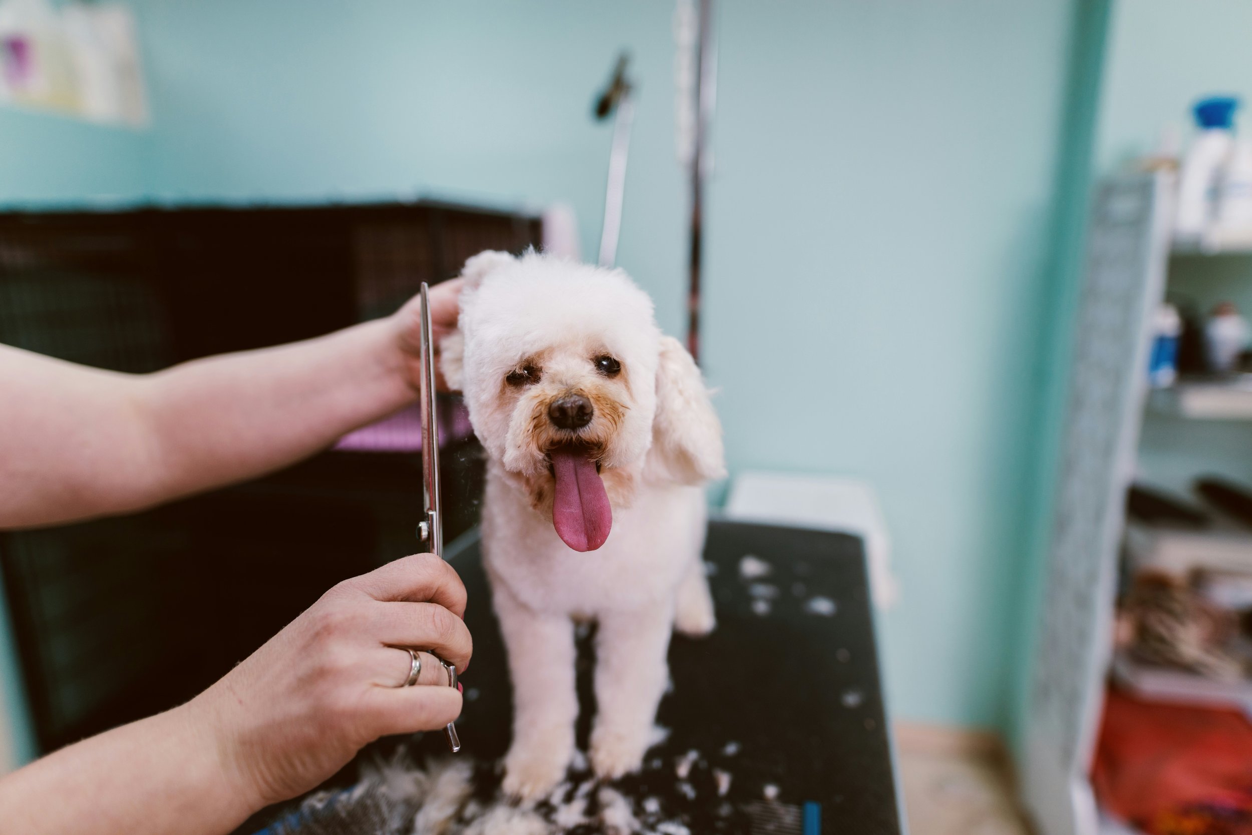 Why Mobile Grooming Is Better for Your Pet: Benefits of Stress-Free, Convenient, and Healthy At-Home Care