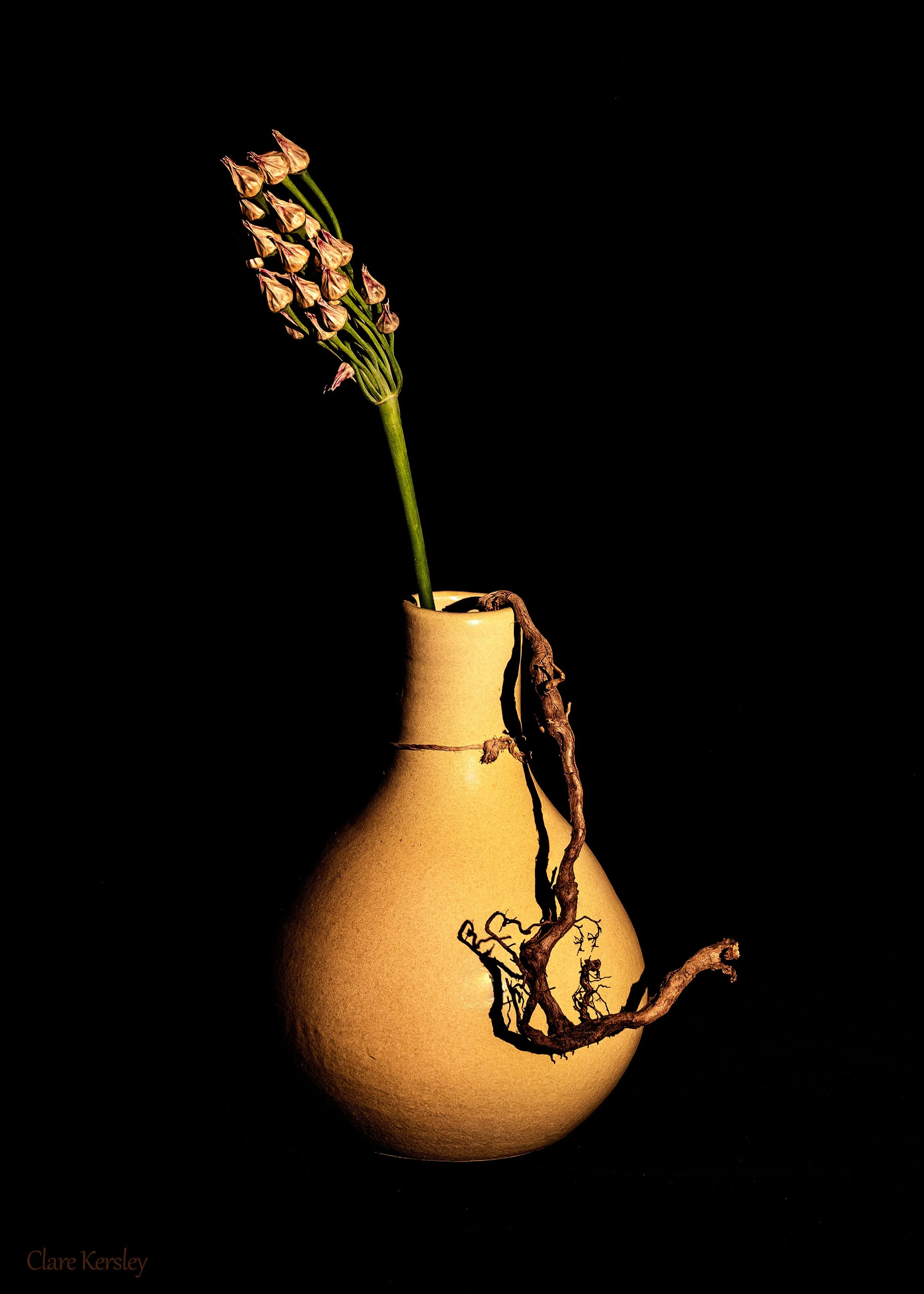 Allium, Vase and Root