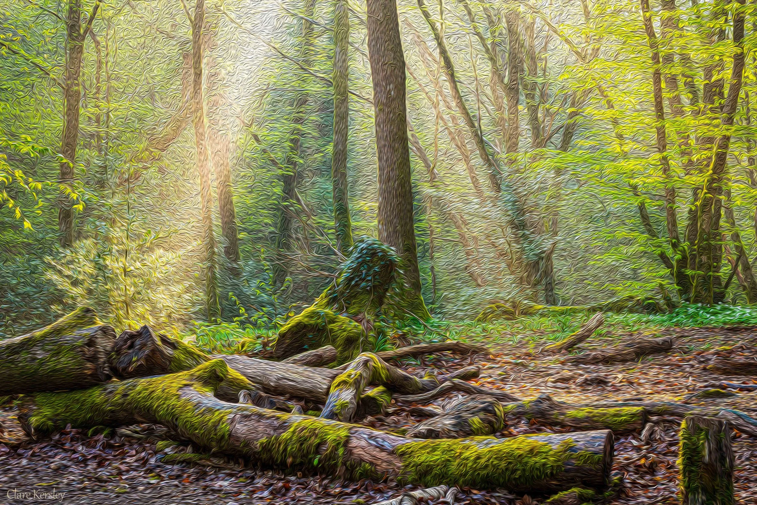 Woodland Wonders (Highwoods 07)
