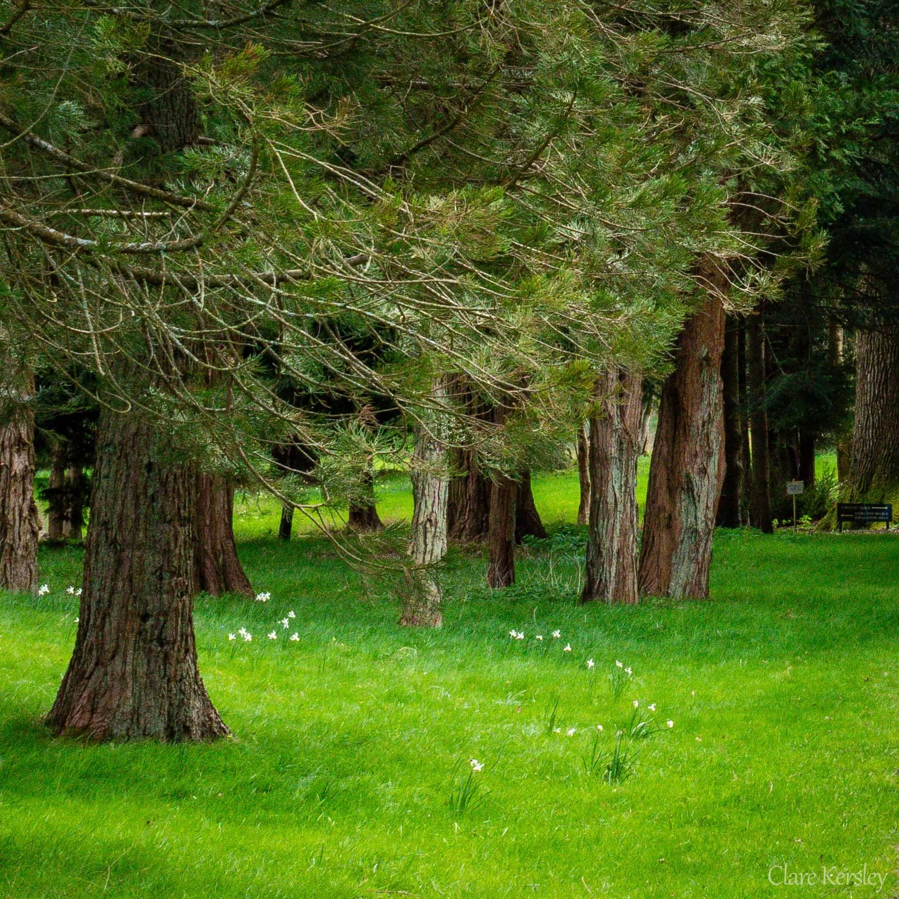 West Dean College (Arboretum 01)