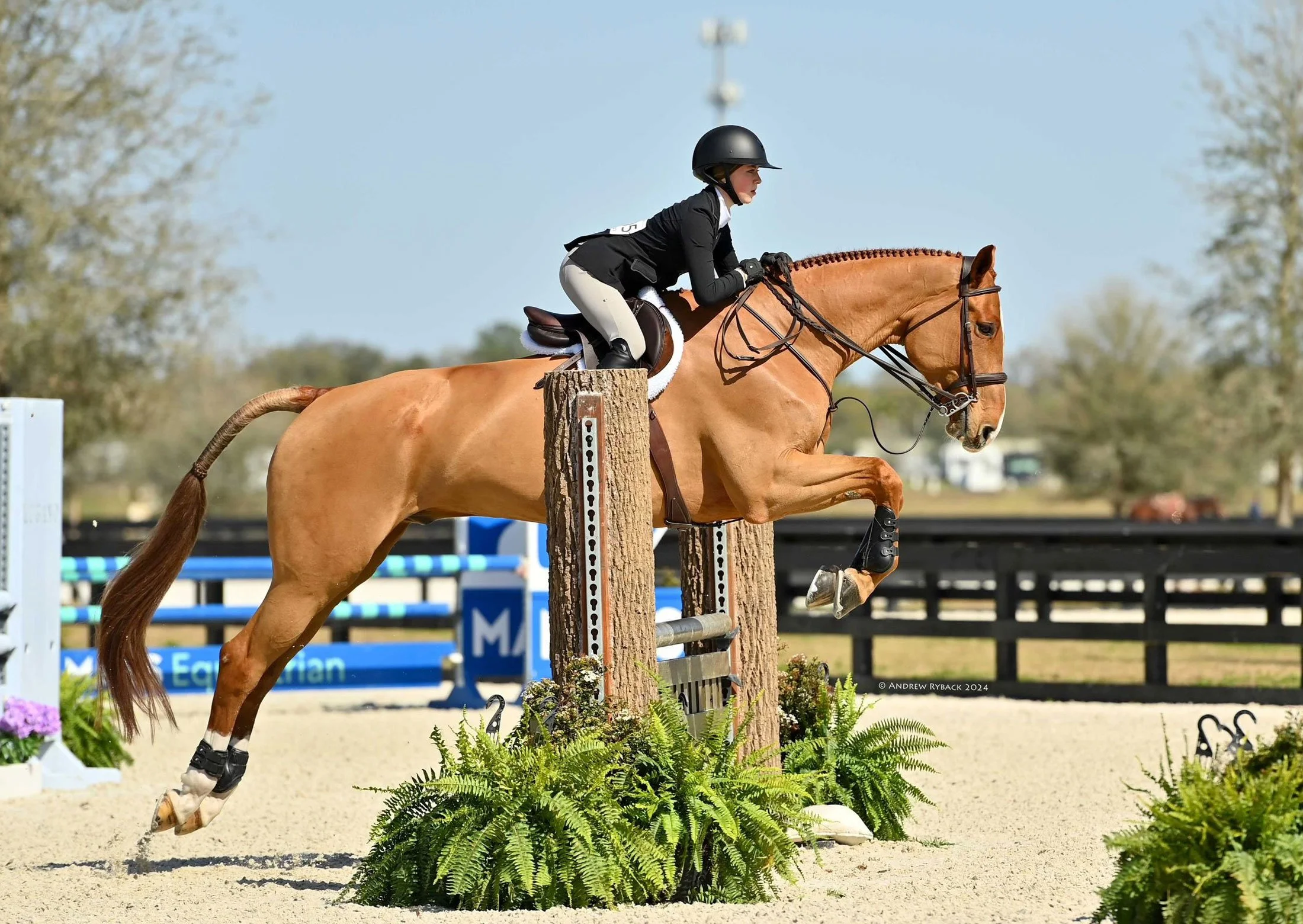 Virginia Rider Training Program Horse and Rider Training in Leesburg Virginia | Clairvaux, LLC