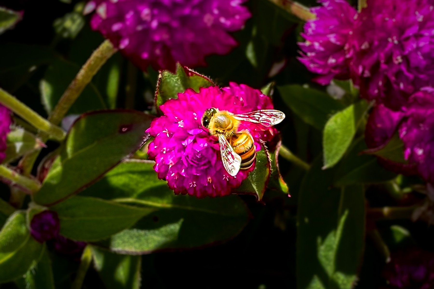 IMG_3386[1861][7346] edited.jpg