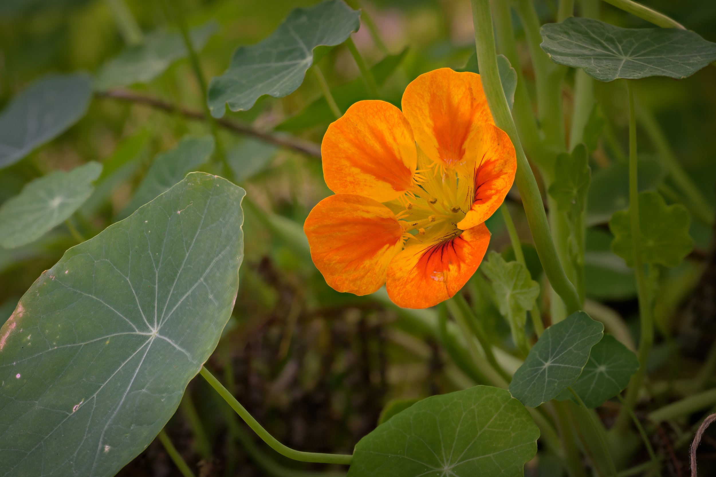 Nasturtium (Tropaeolum majus)
