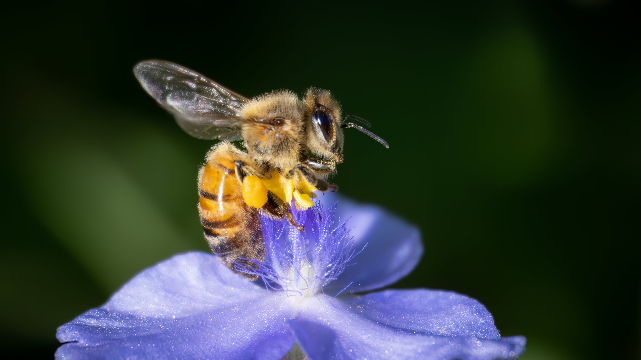 
Honeybee (Apis mellifera) on Spiderwort (Tradescantia ohiensis)