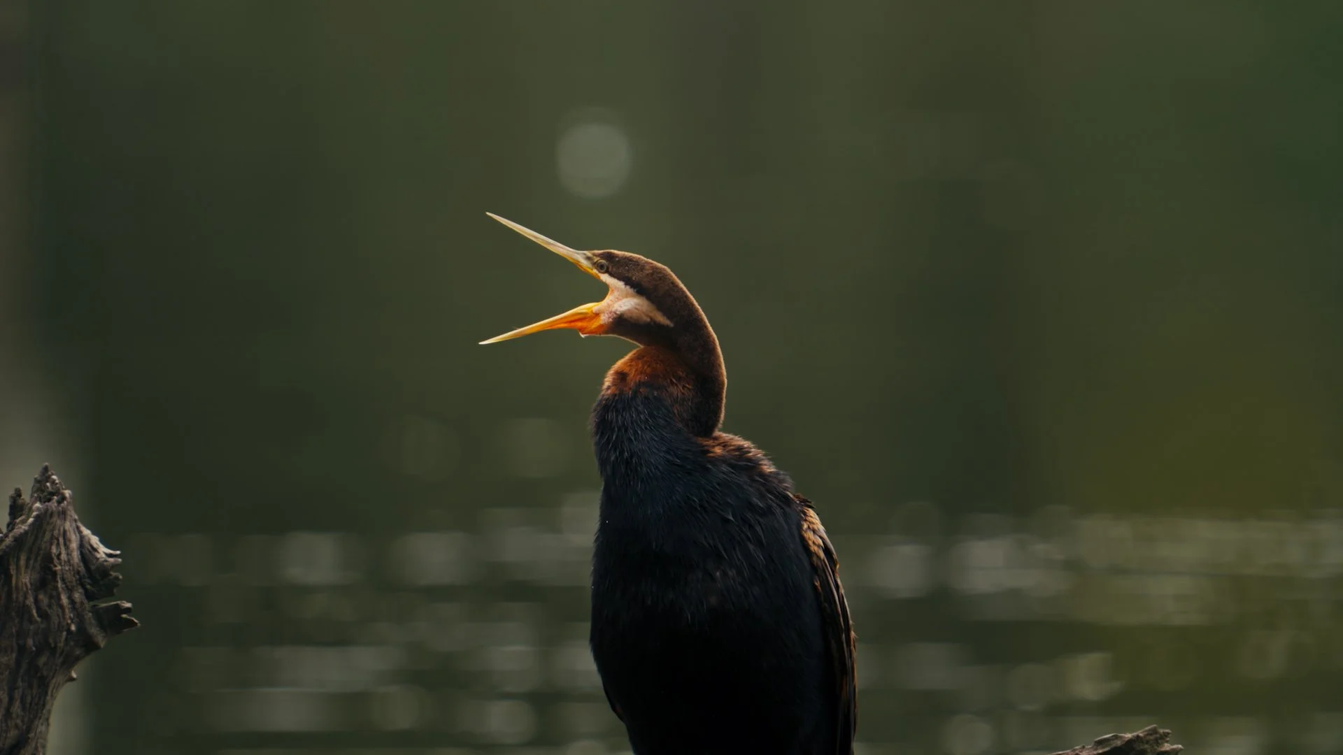australia-darter-wildlife-filmmaker-robinpittelkow.jpg