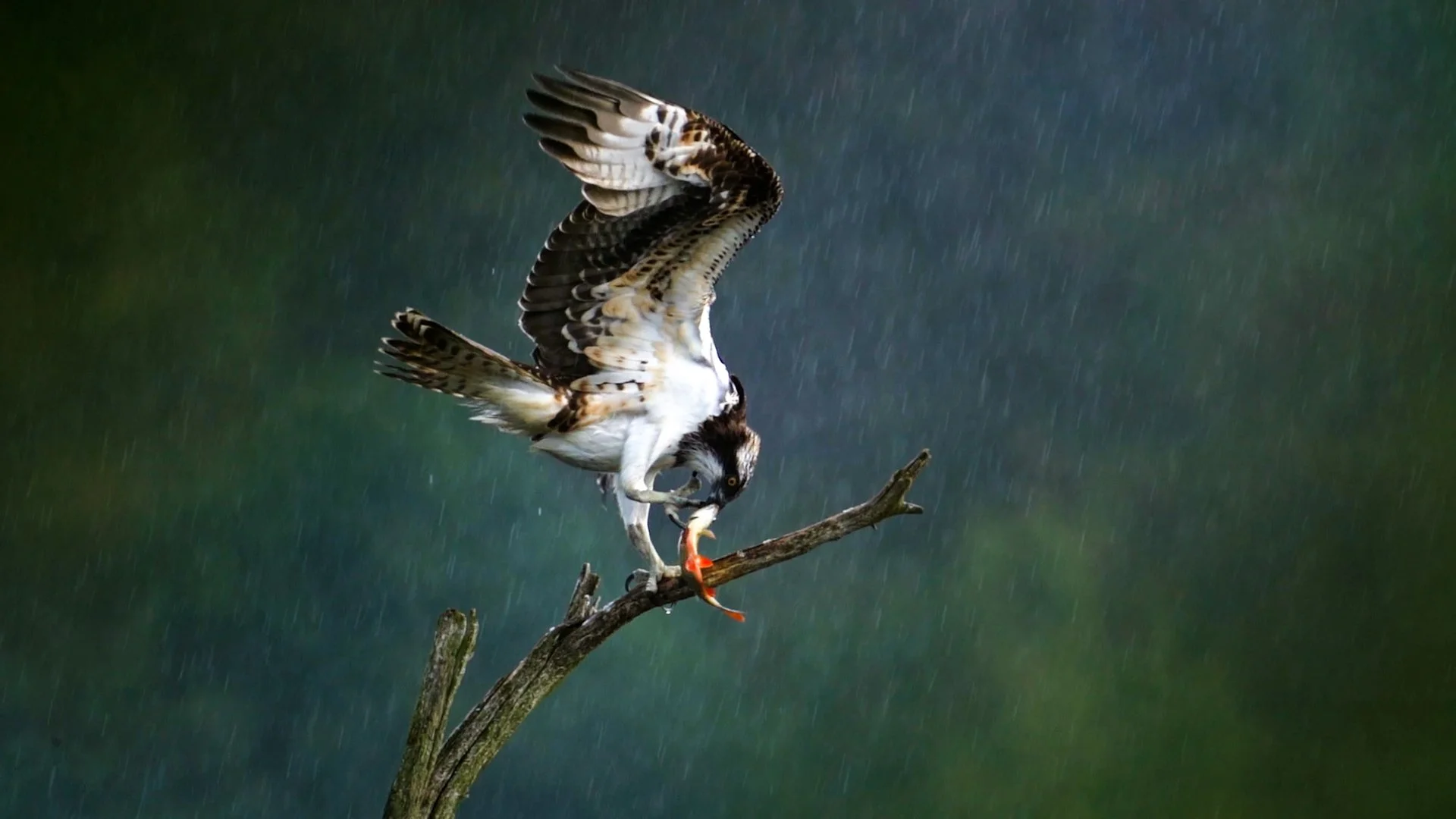 Cut FHD V1.00_20_00_00.Still006.jpg