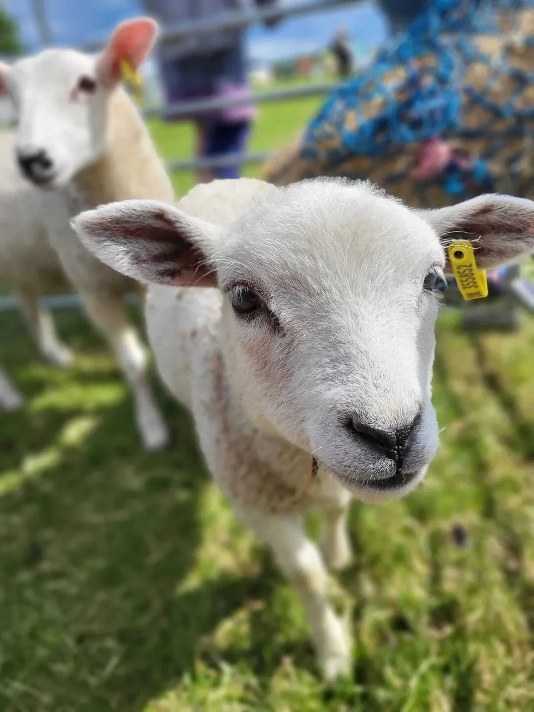 Lamb.jpg