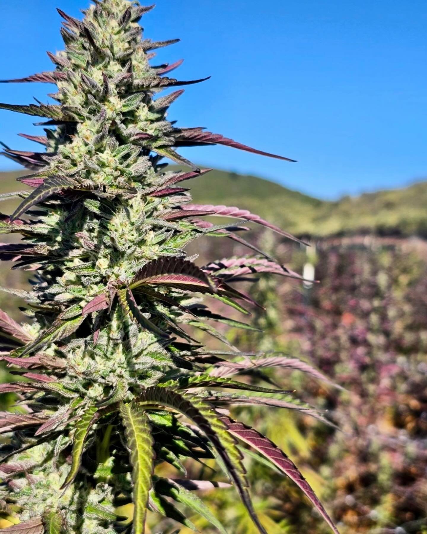 Brite&rsquo;s Highland Farm is ready for harvest. Are you? #comingsoon #stayBRITE