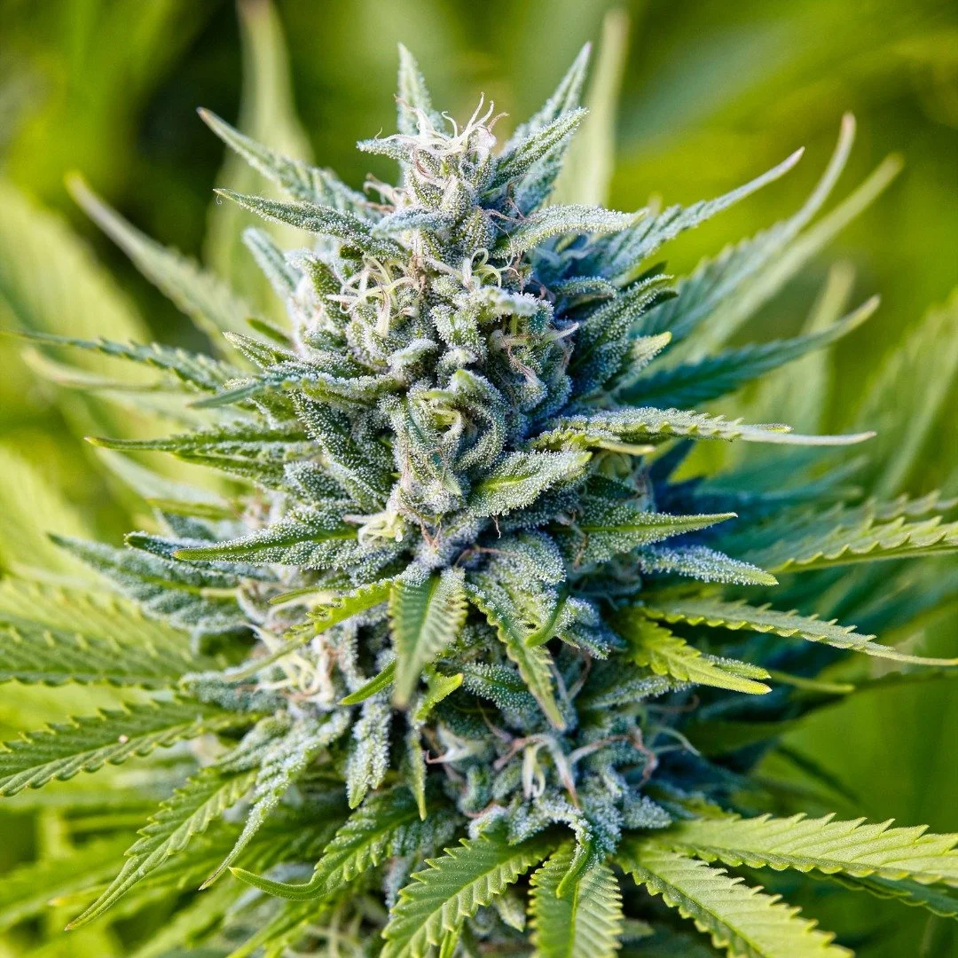 Blue Dream is beloved for its relaxing euphoric effect and tendency to inspire creativity. 💨

From farms in Mendocino, Lake, and San Luis Obispo Counties, Brite is proud to offer fresh, sun-grown, cannabis flower that is thoughtfully and sustainably