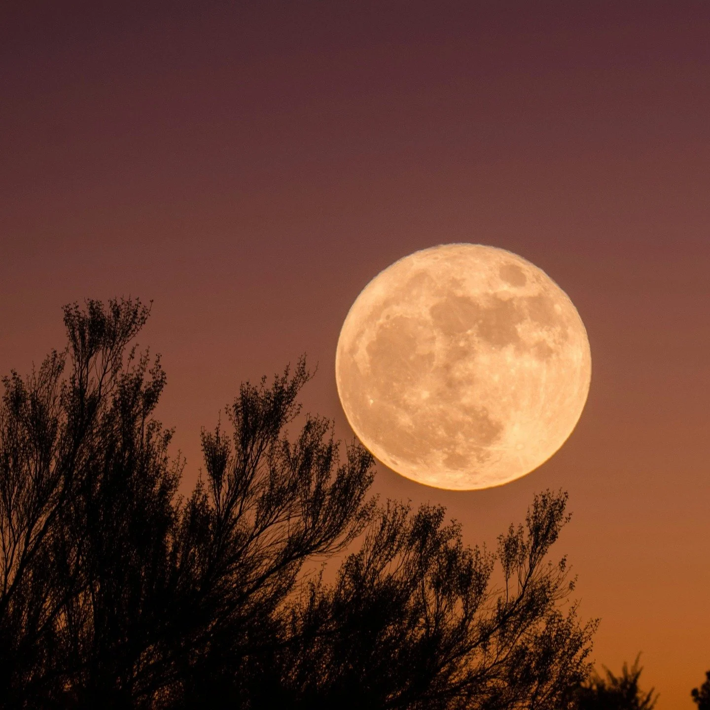 ✨The Harvest Moon ✨ owes its name to old farming tales, when its luminous glow let farmers work late into the night, gathering crops beneath a golden sky. As it rises low on the horizon, the Moon seems to swell, shining brighter and more golden than 