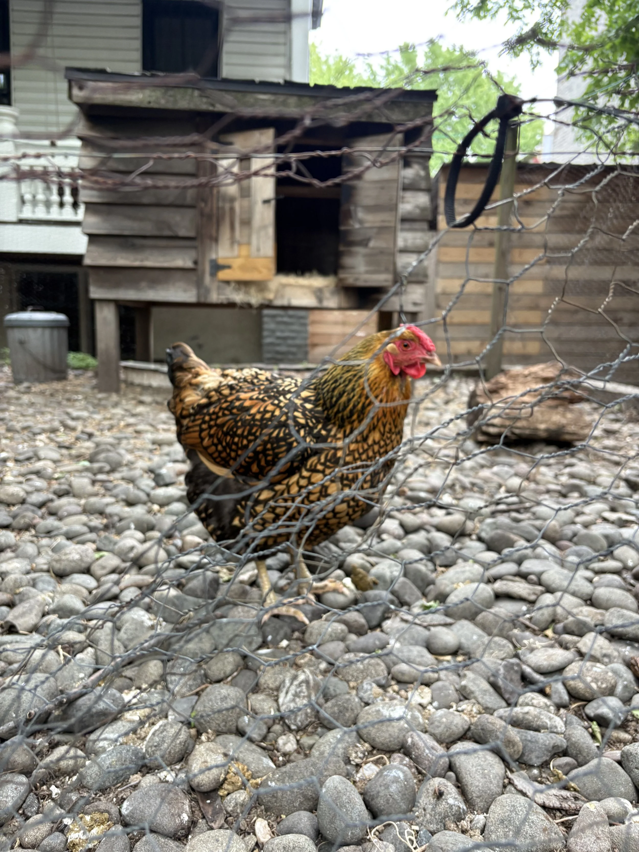 Scholar newsletter: May 2026