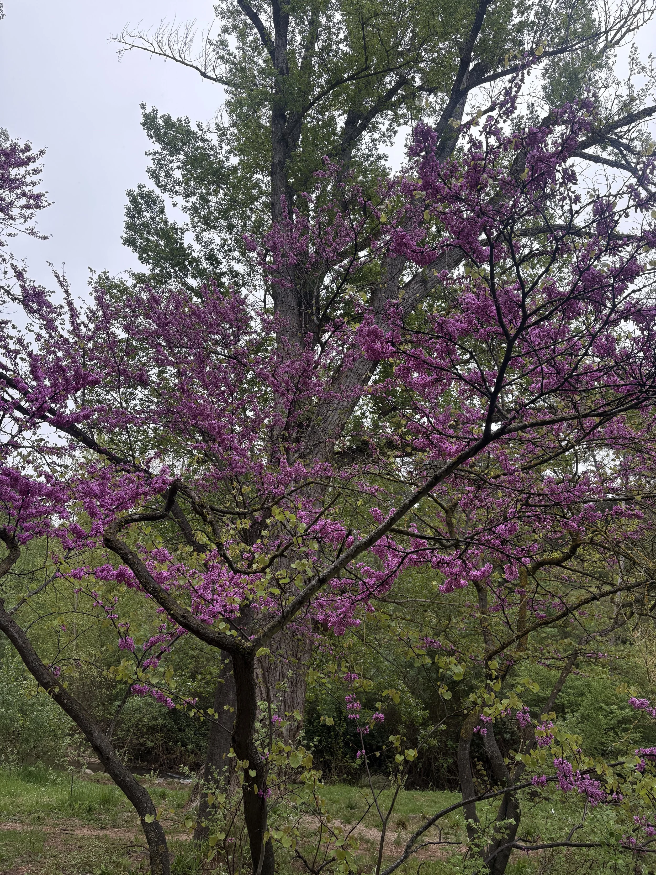 Scholar Newsletter:          April 2026