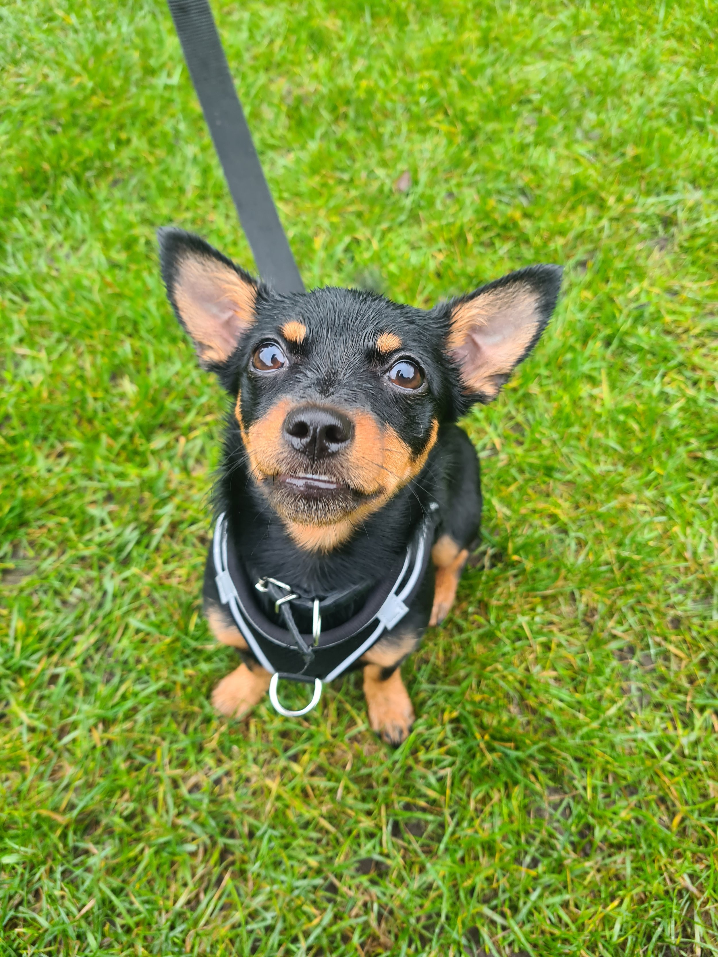 Puppy socialisation myths